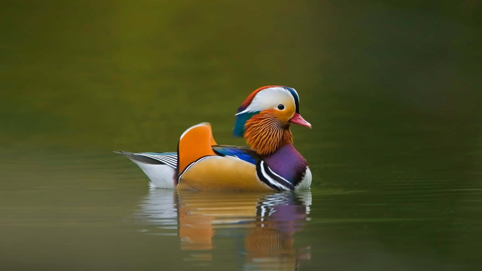 Adorable Duck! Wallpaper