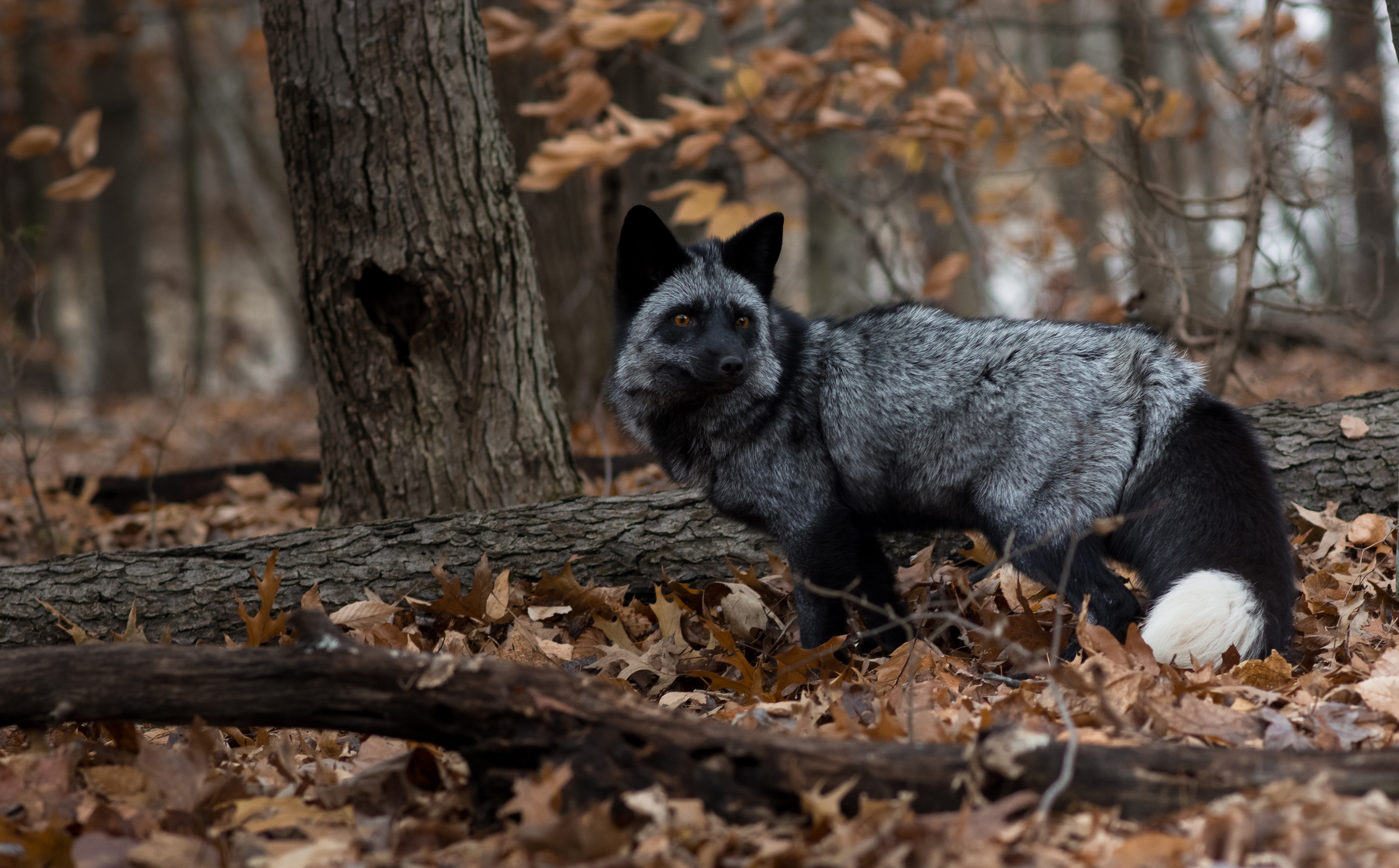Silver Fox in Fall Ultra HD Wallpaper