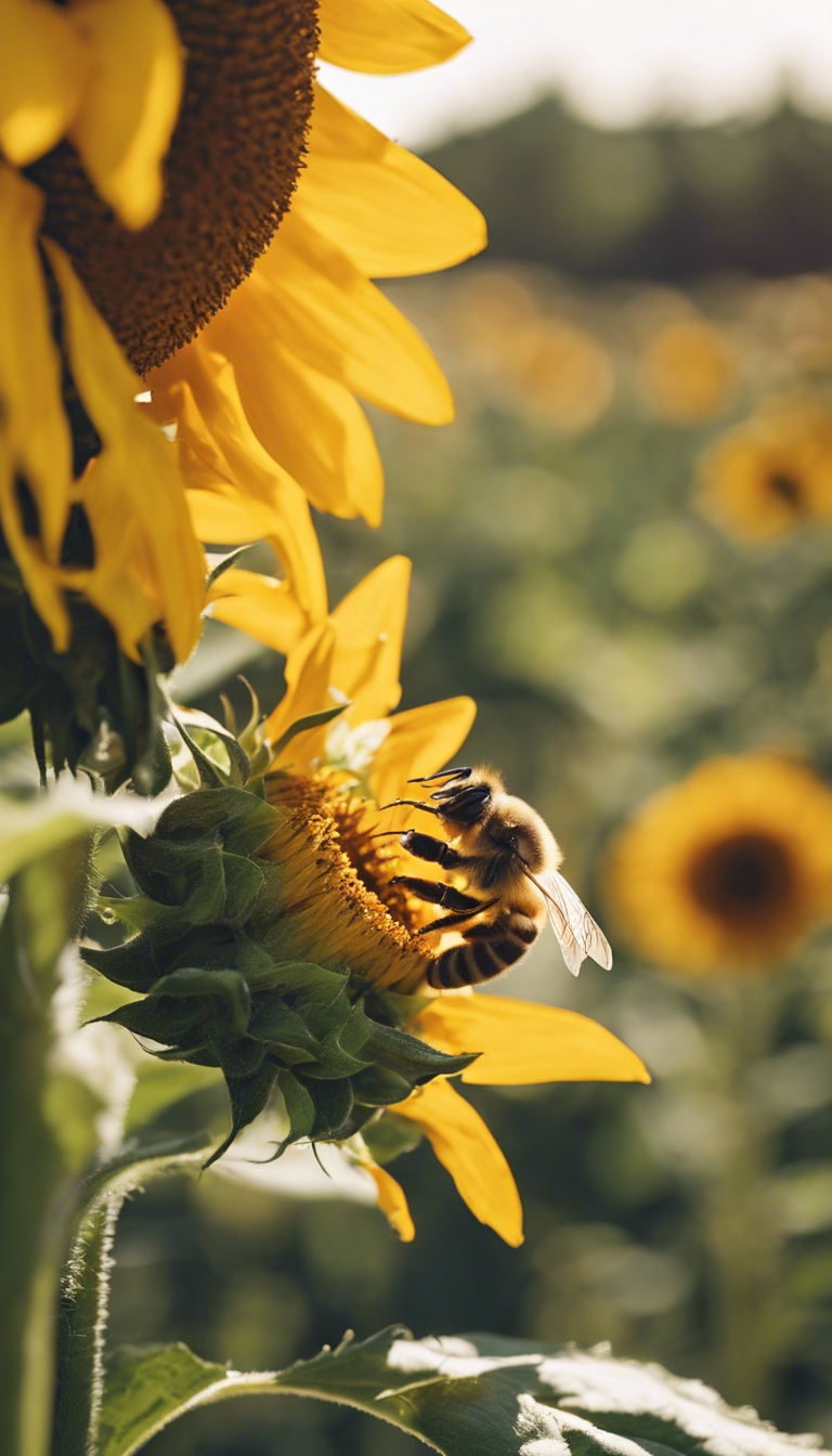 A honey bee collecting nectar from a