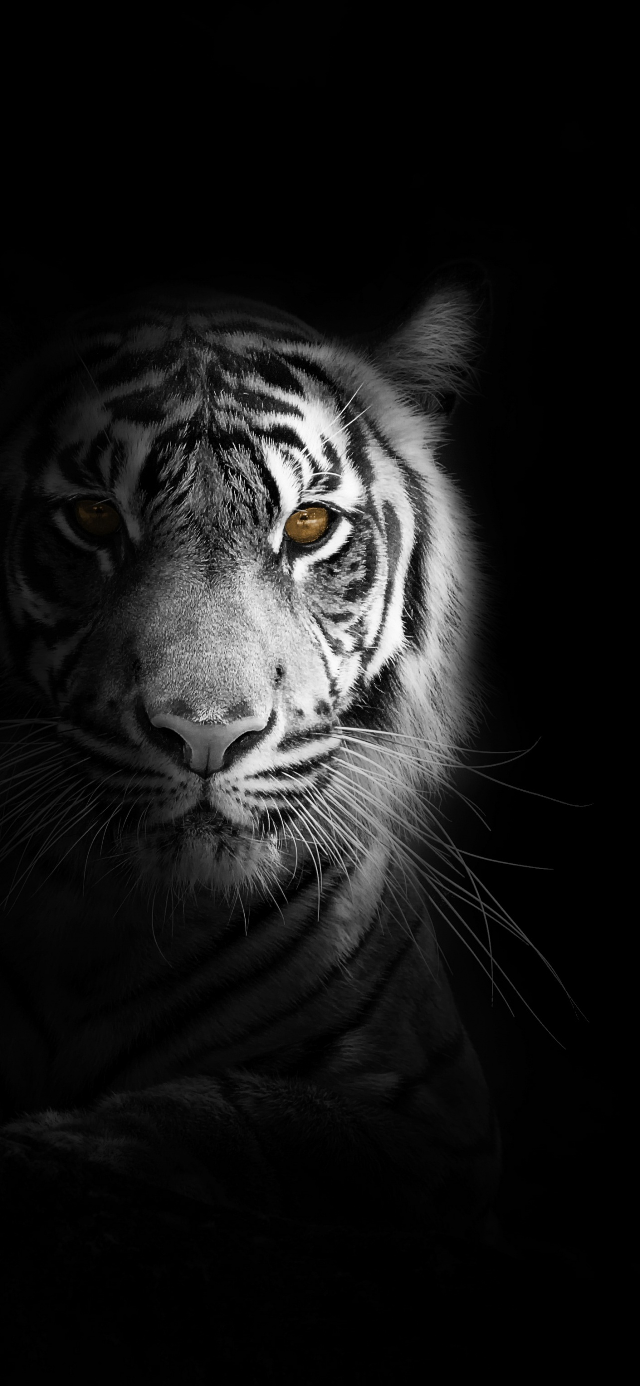 White tiger Wallpaper 4K, Dark