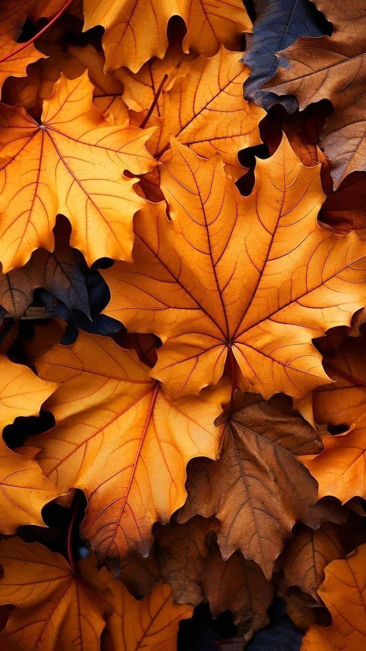 Fall Autumn Leaf Leaves Orange