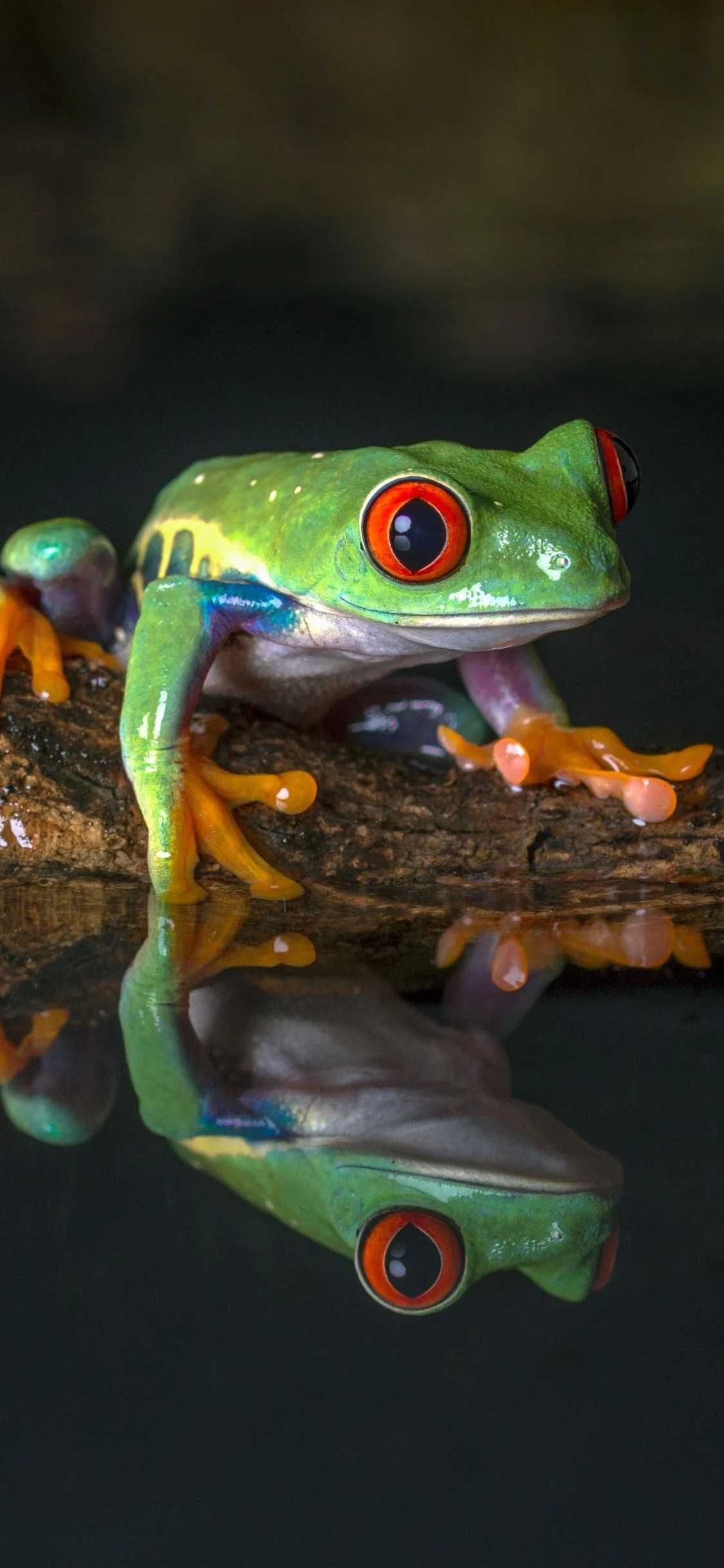 Red Eyed Tree Frog Wallpaper 63