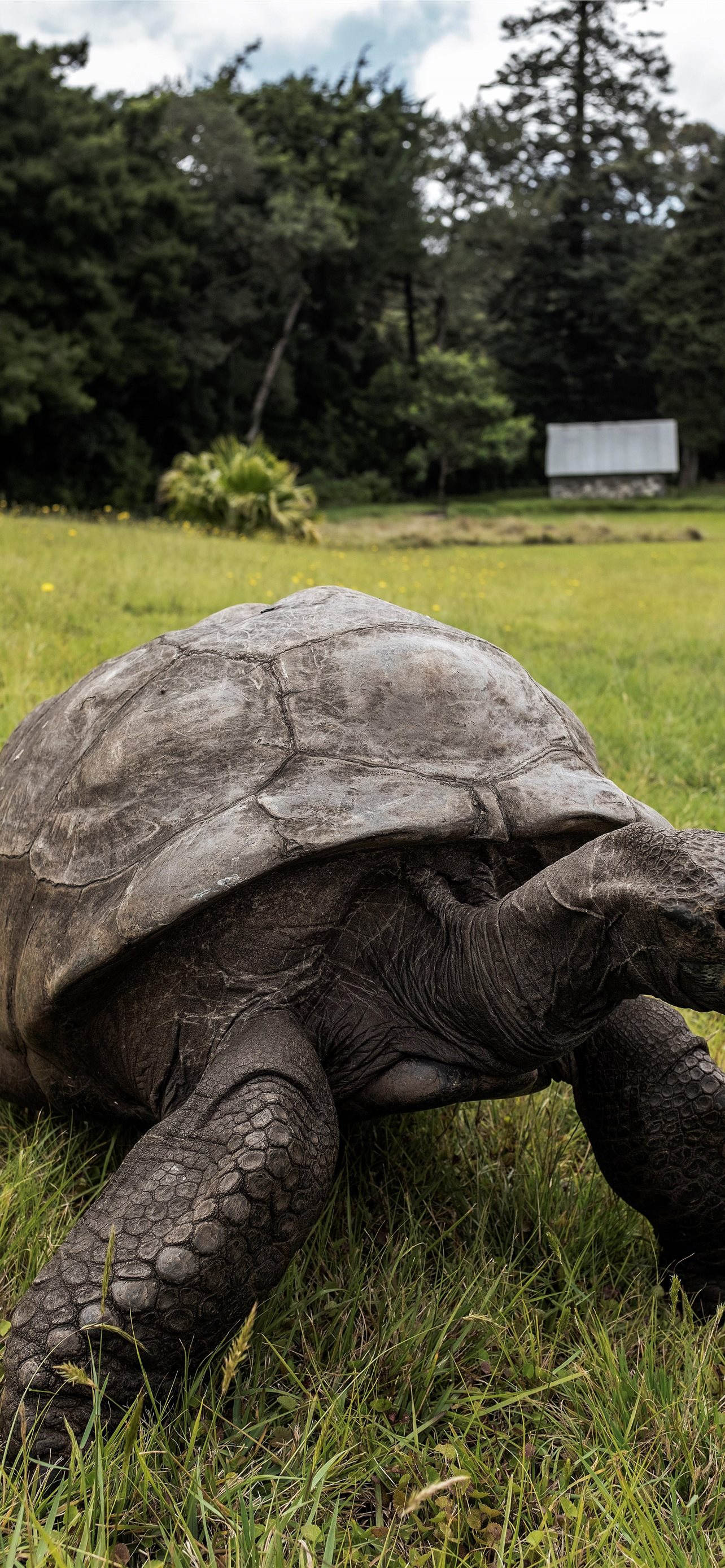 Best Tortoise iPhone HD Wallpaper