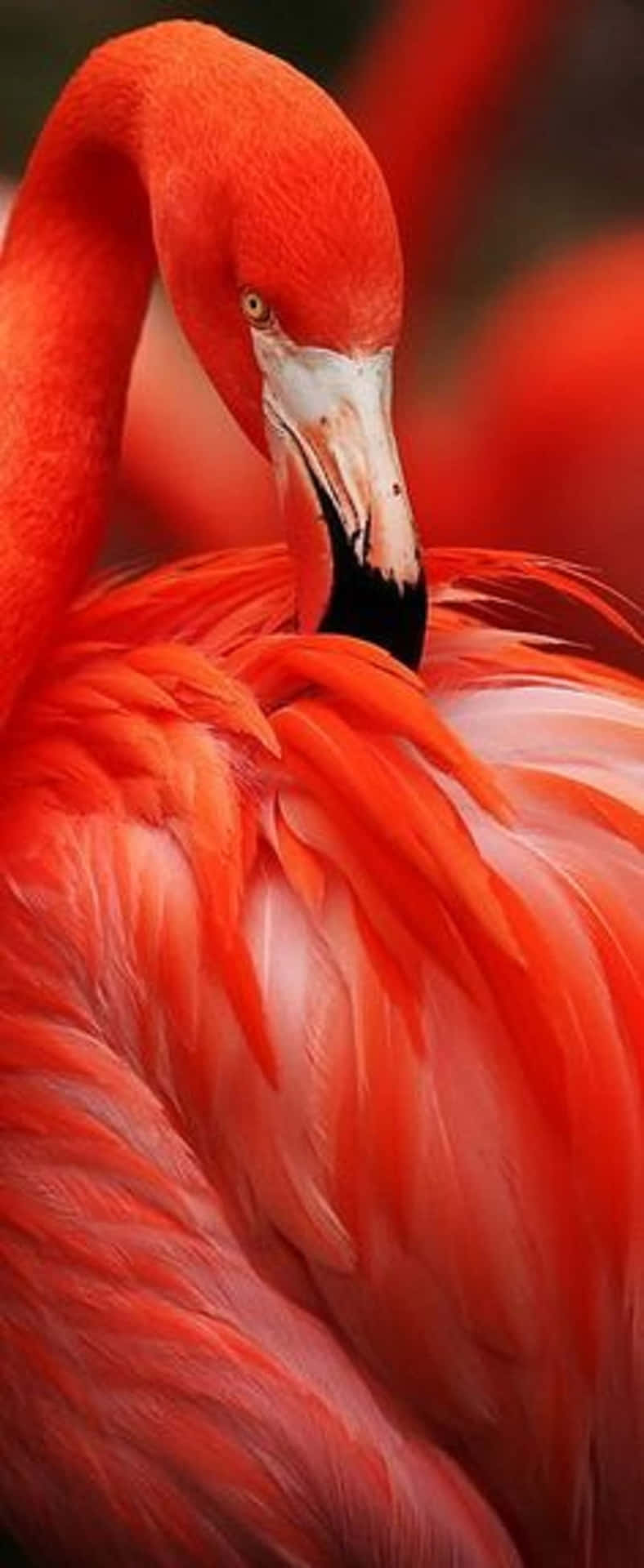 Photography Flamingo iPhone Wallpaper