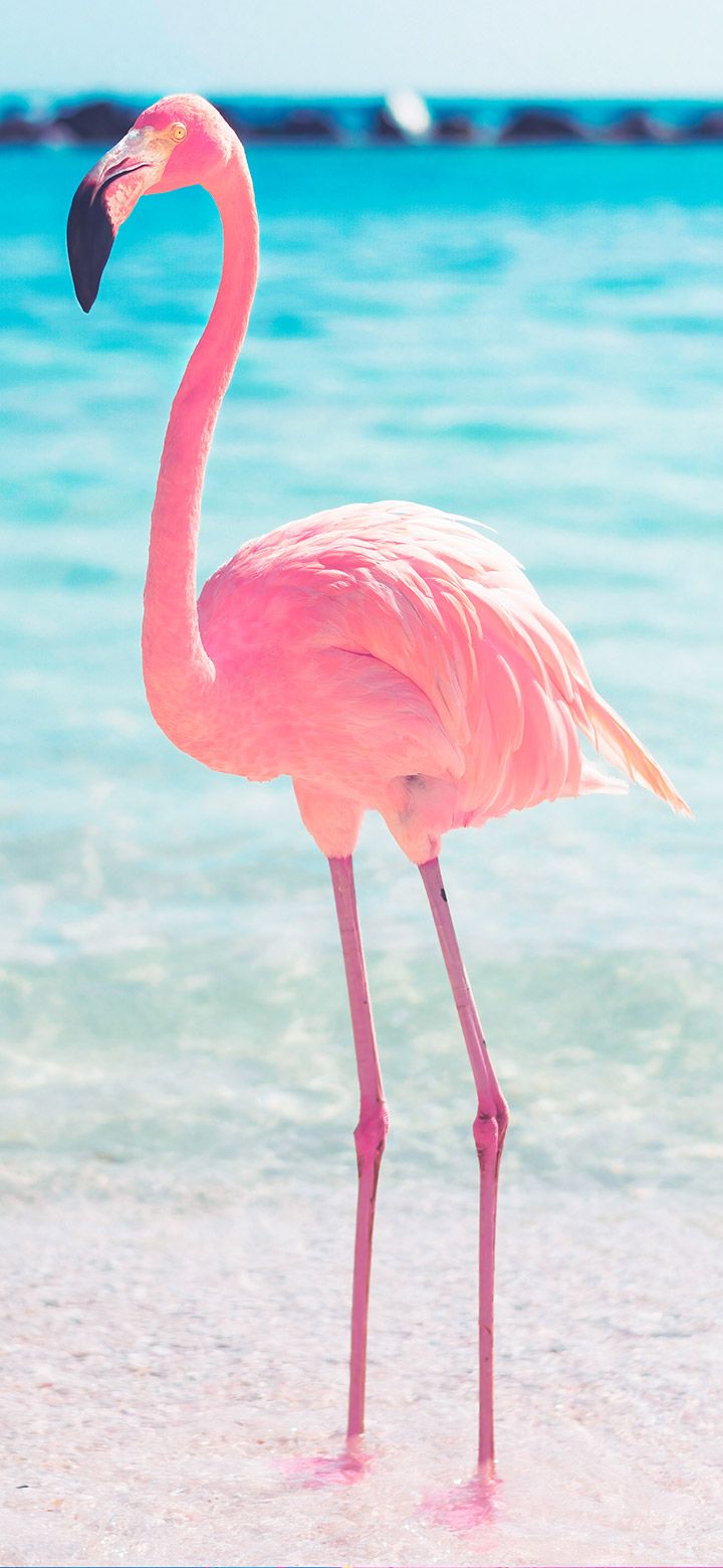 Aesthetic Flamingo Stands Near The Sea