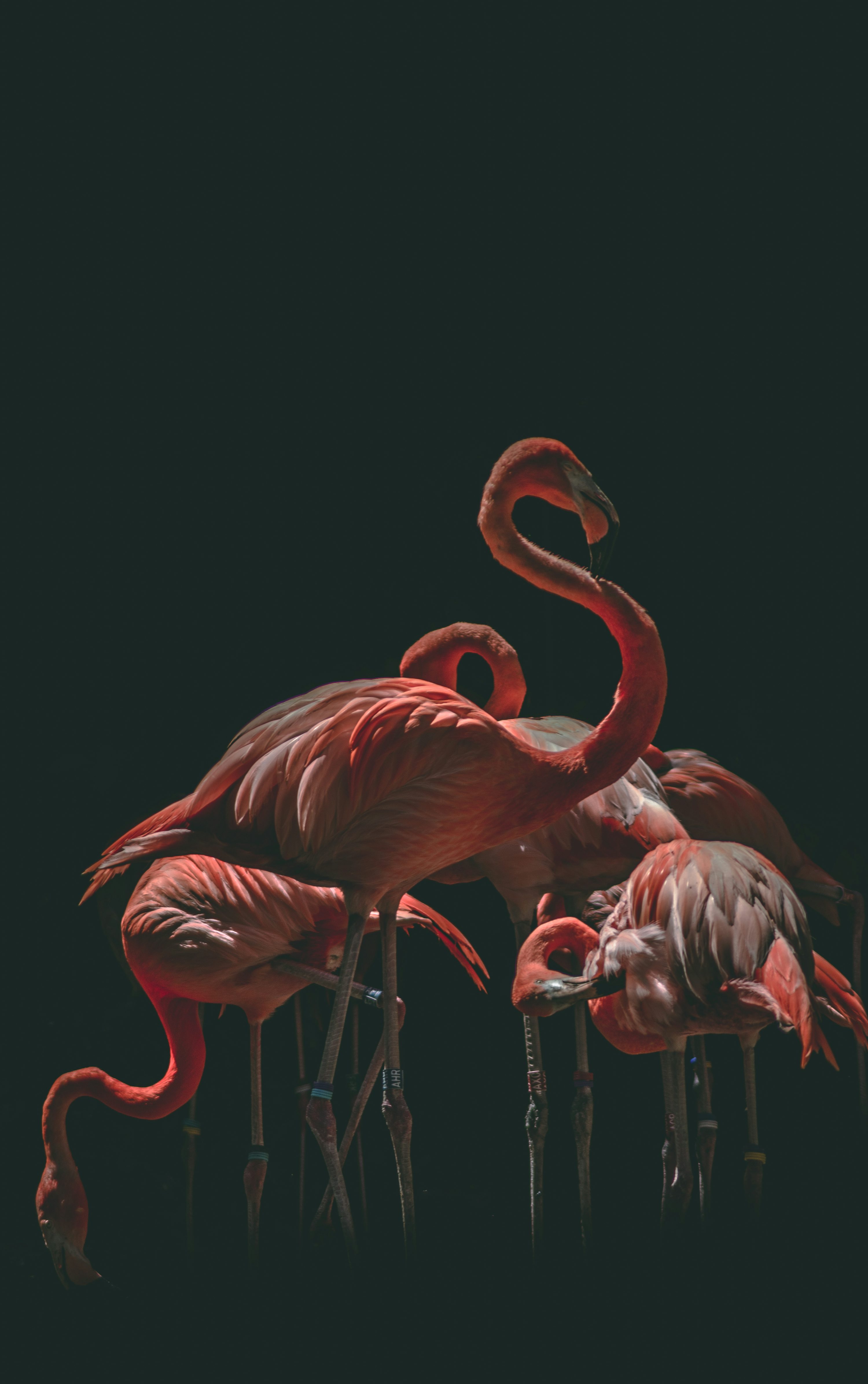 Flamingo Wallpaper: Free HD Download