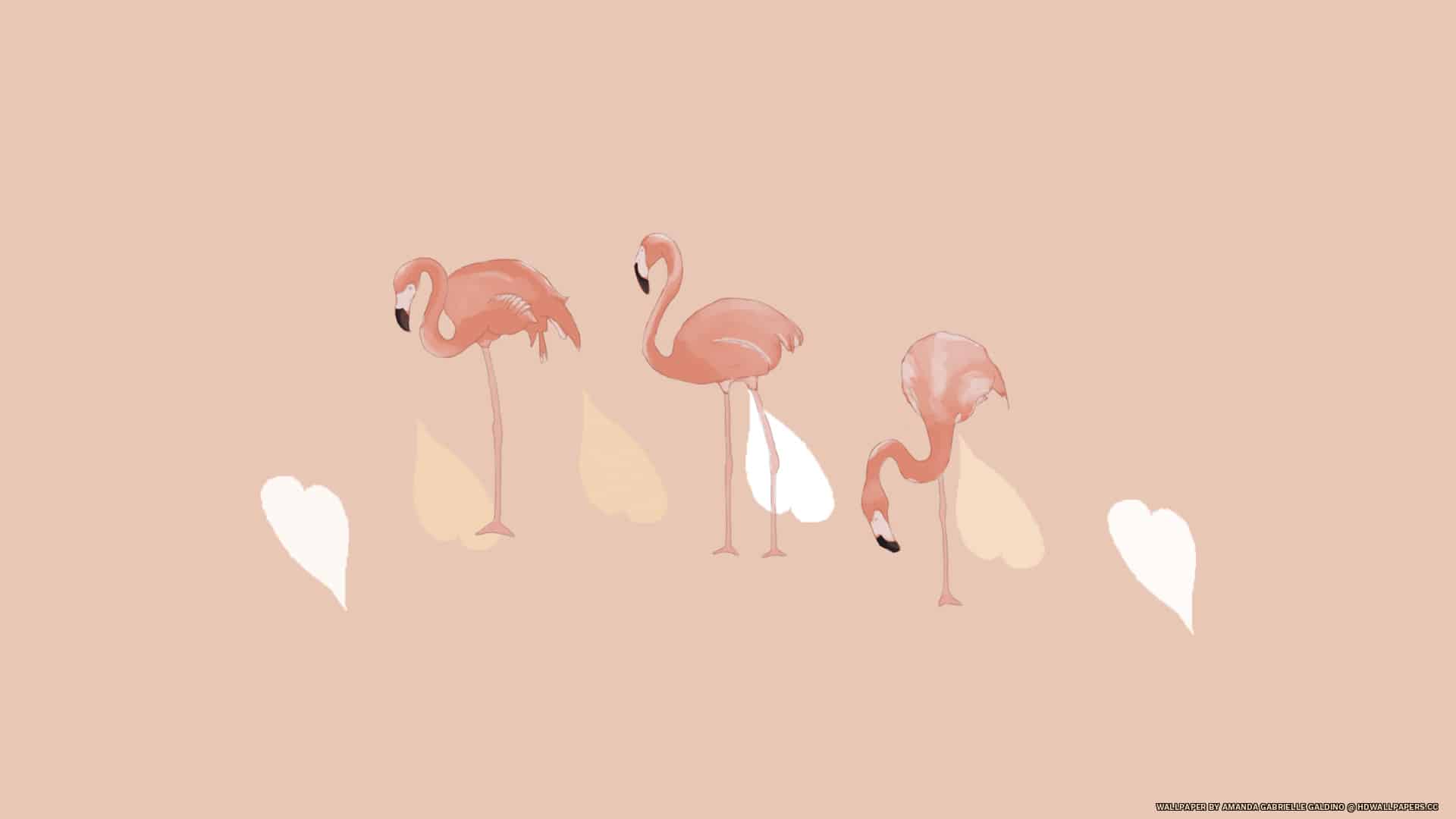 Flamingos