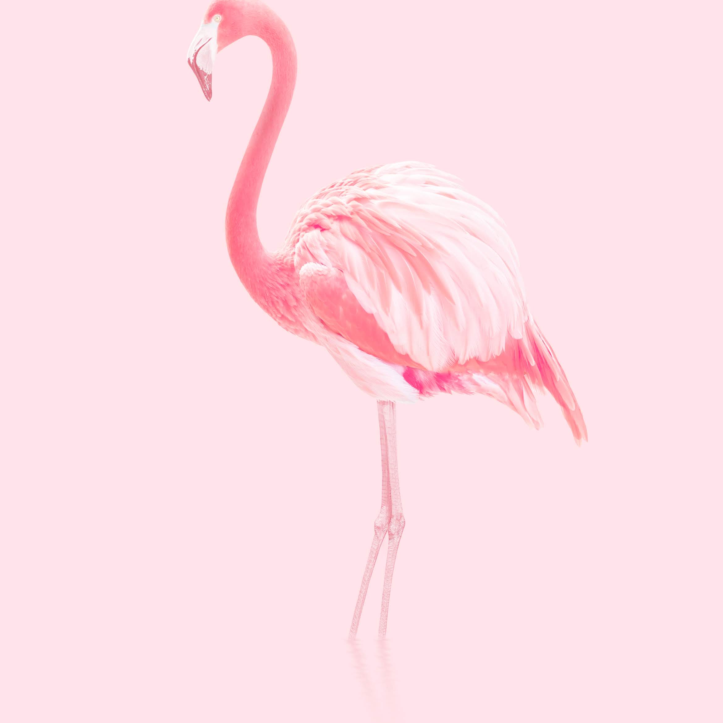 Honor 20 Stock Baby Pink Flamingo Animals
