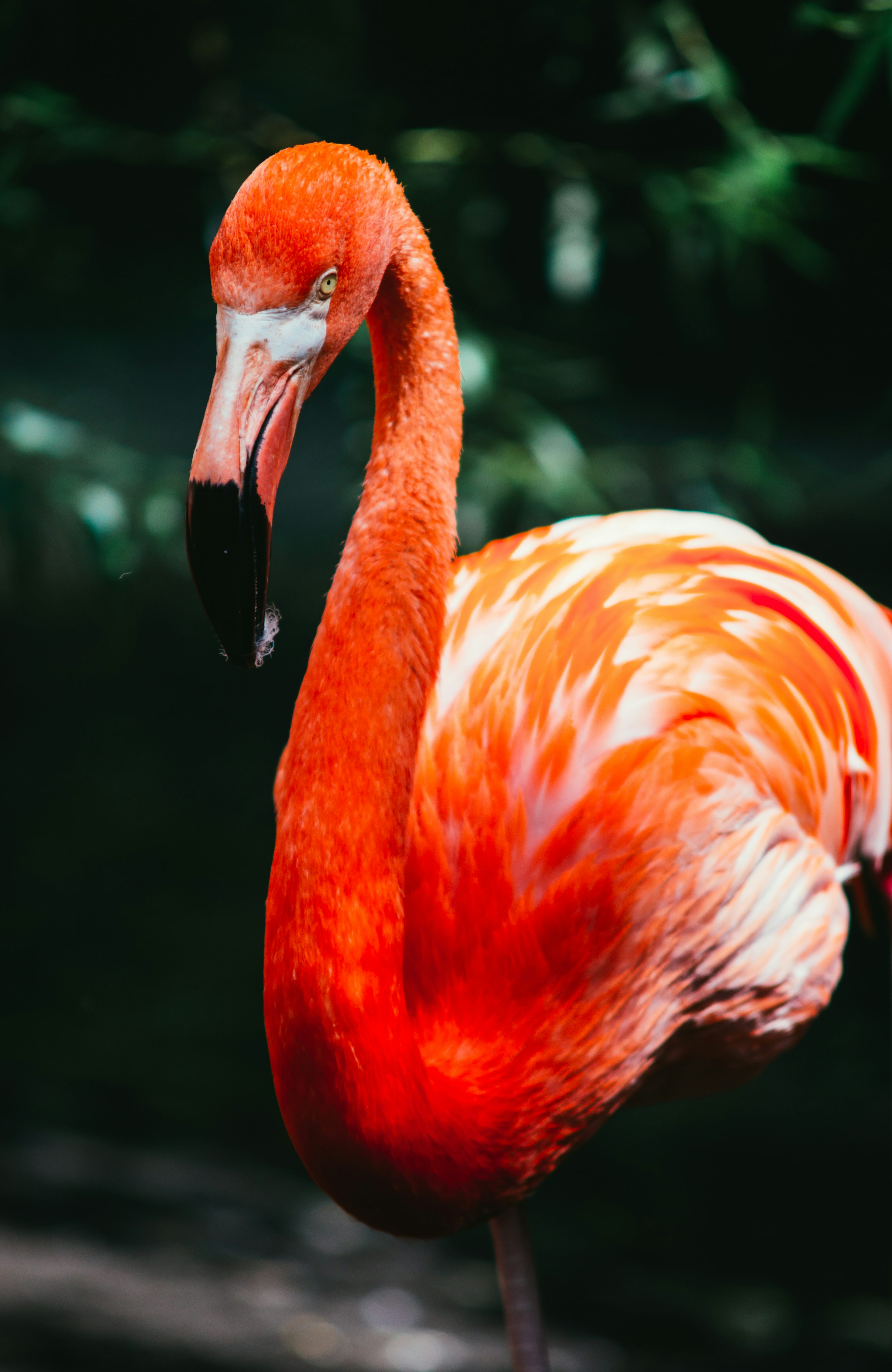 Flamingo Wallpaper: Free HD Download