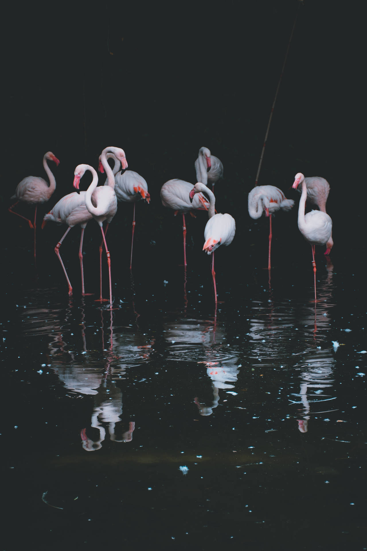 Flamingo HD Wallpaper