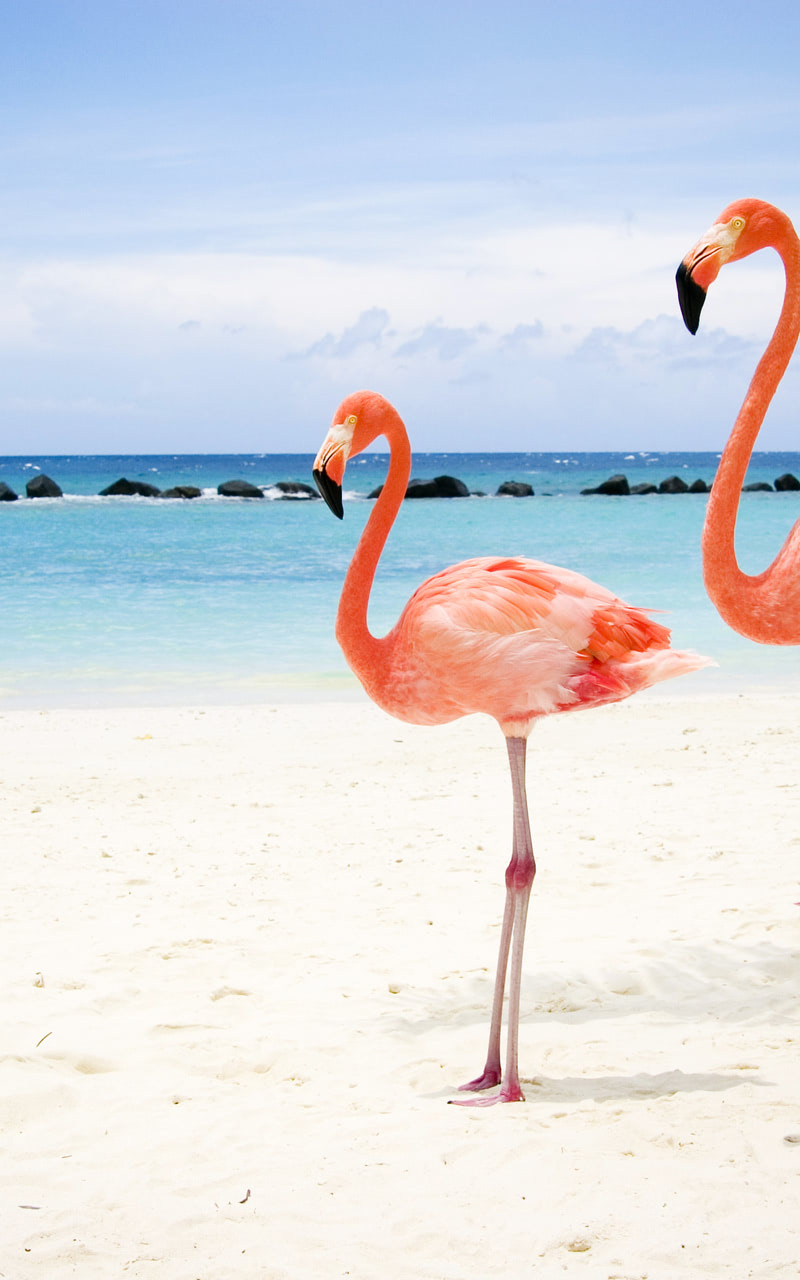 Two flamingos on beach background