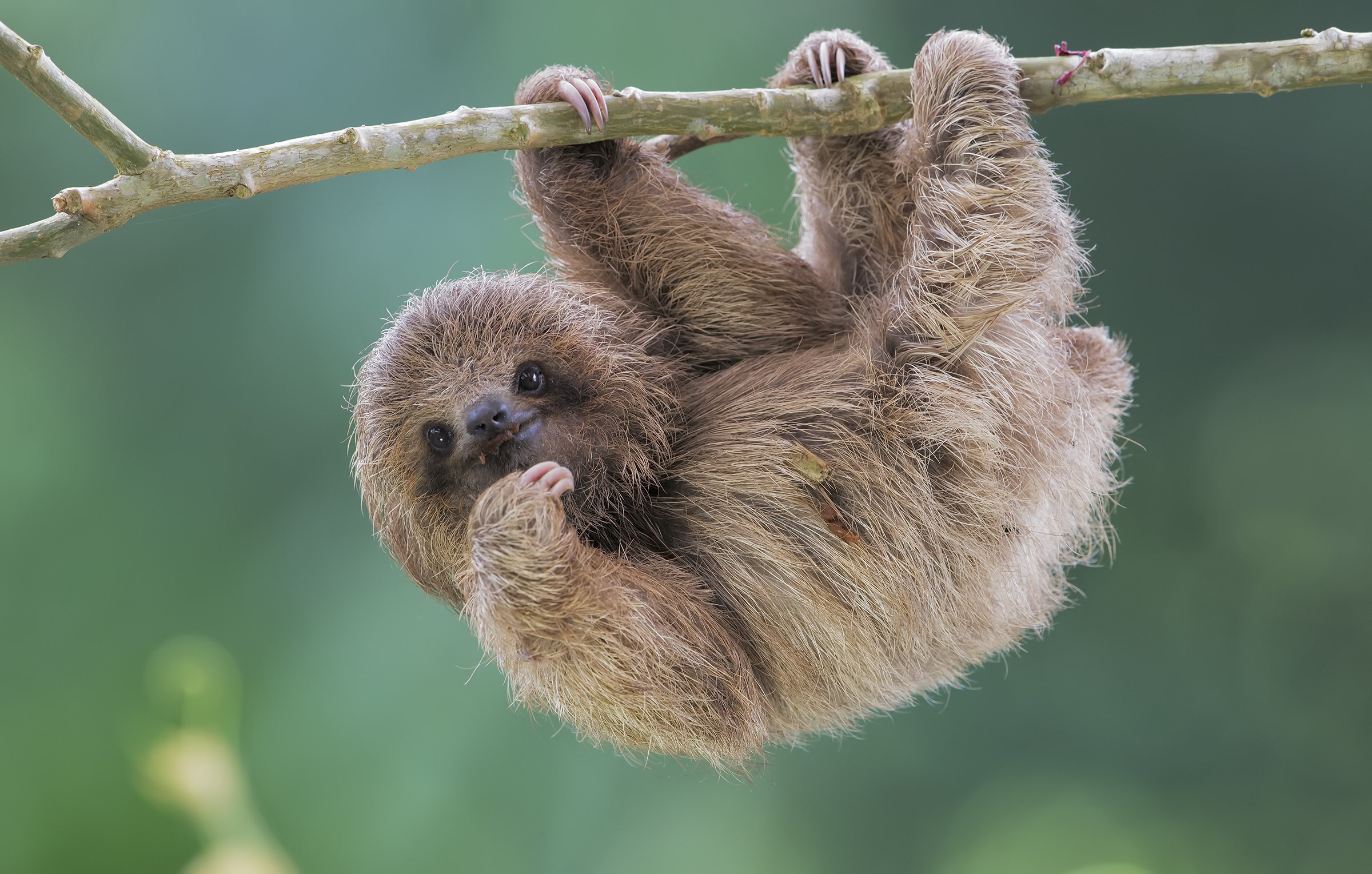 Wallpaper nature, sloth, Brdypus