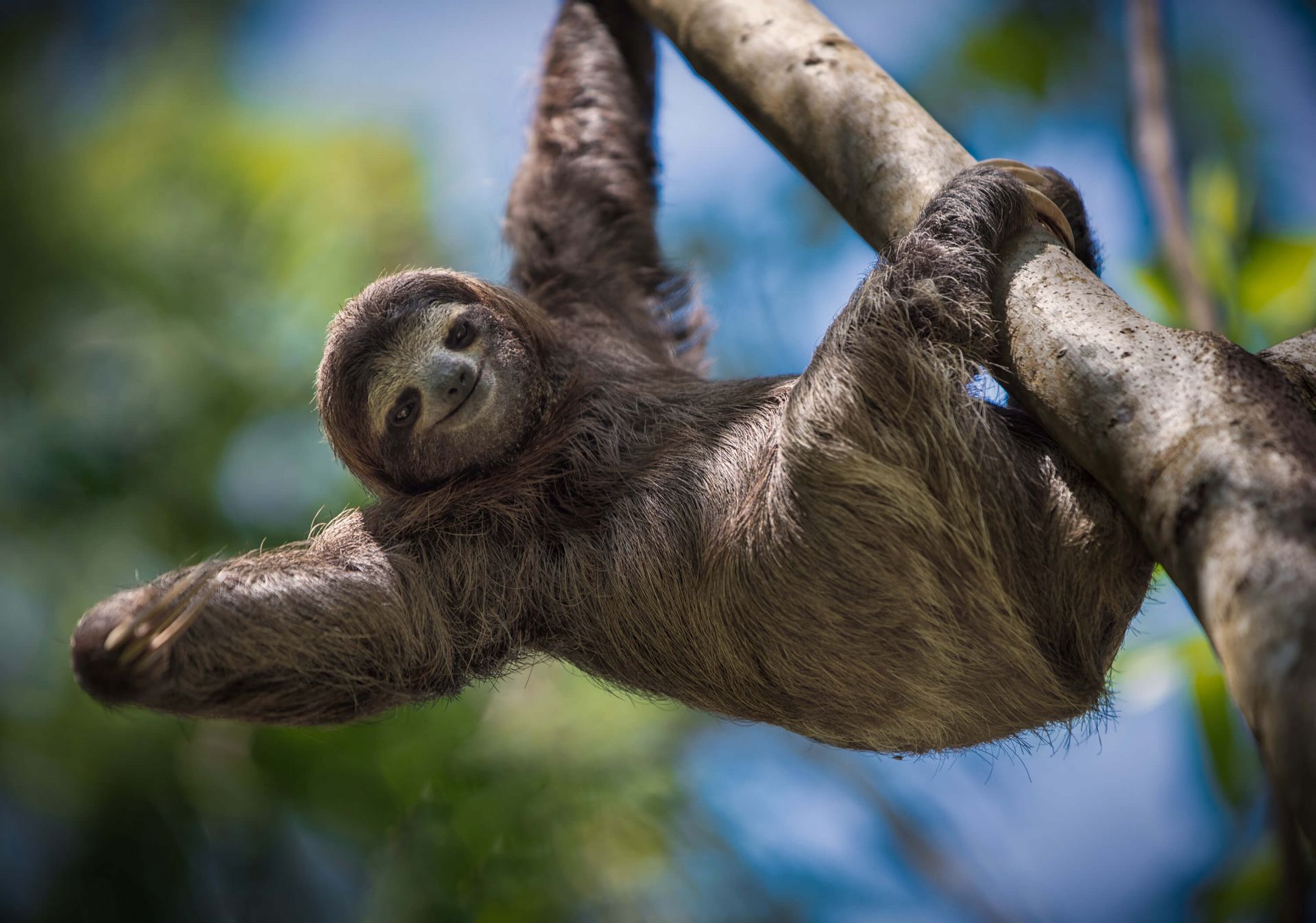 Wallpaper Mural sloth