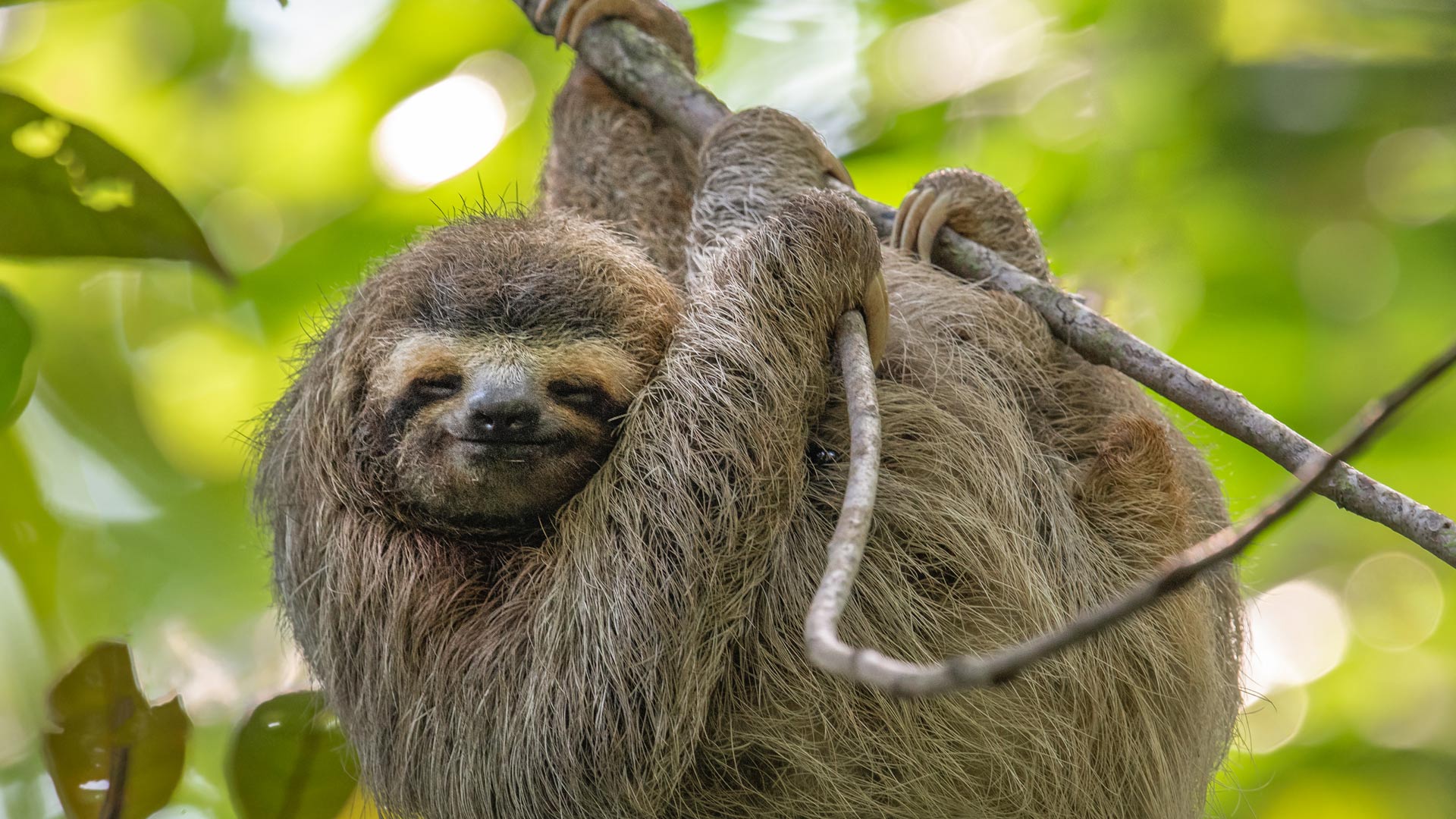 Three Toed Sloth In Costa