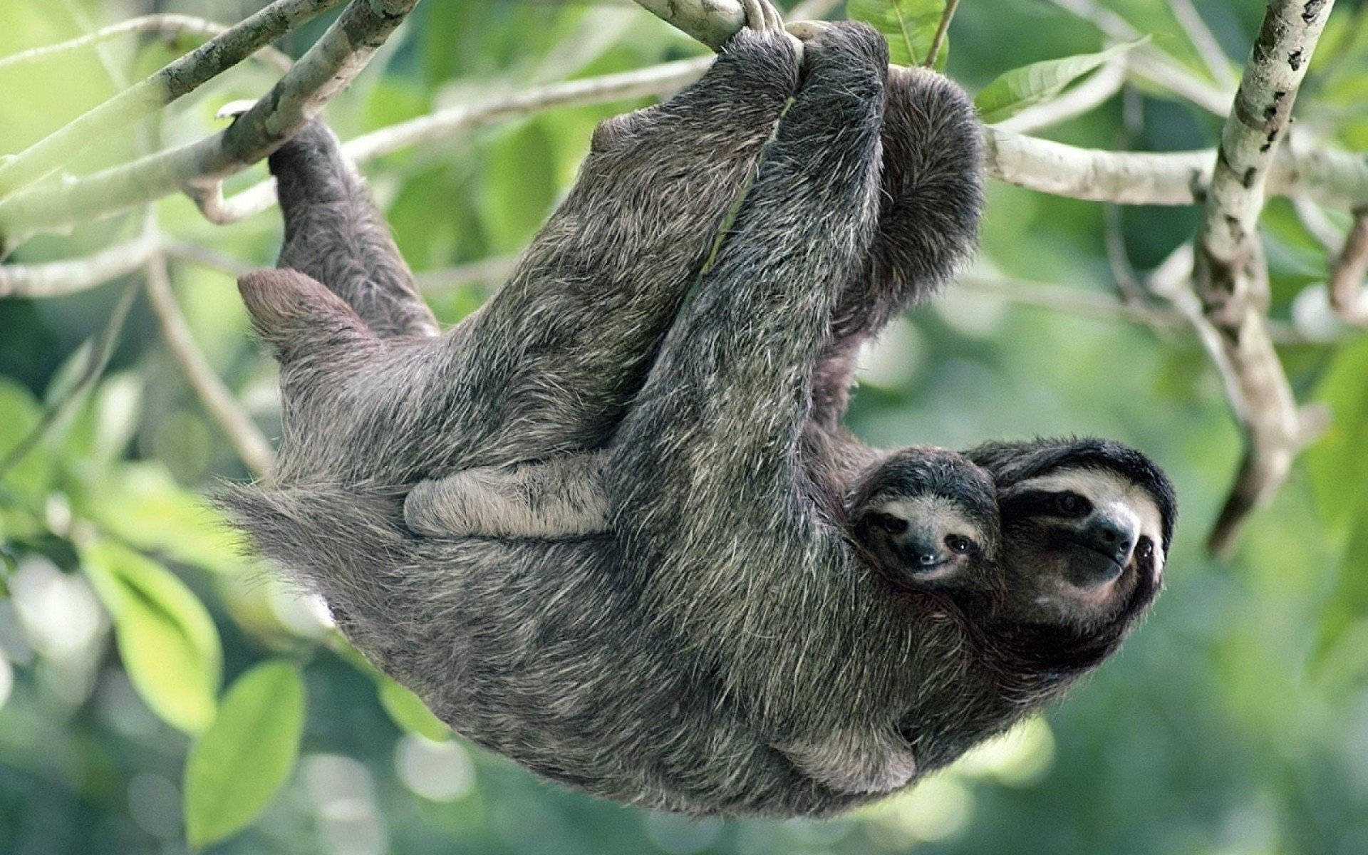 Download Sloth Wallpaper