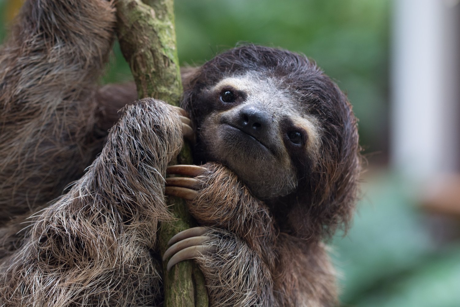 Sloths