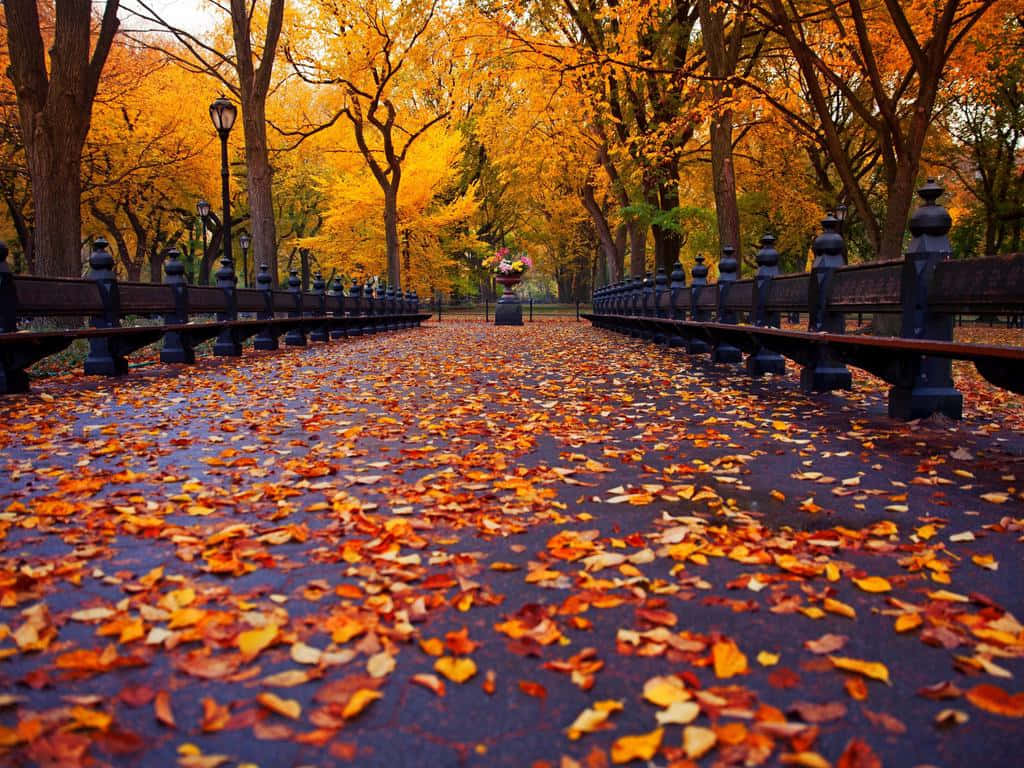 Download 1024 X 768 Autumn In Central
