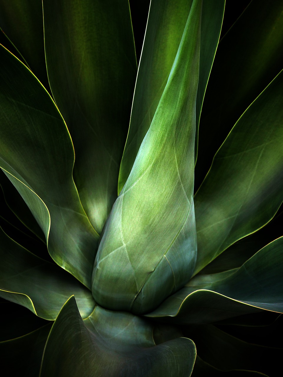 Chloroplasts & Photoynthesis Image