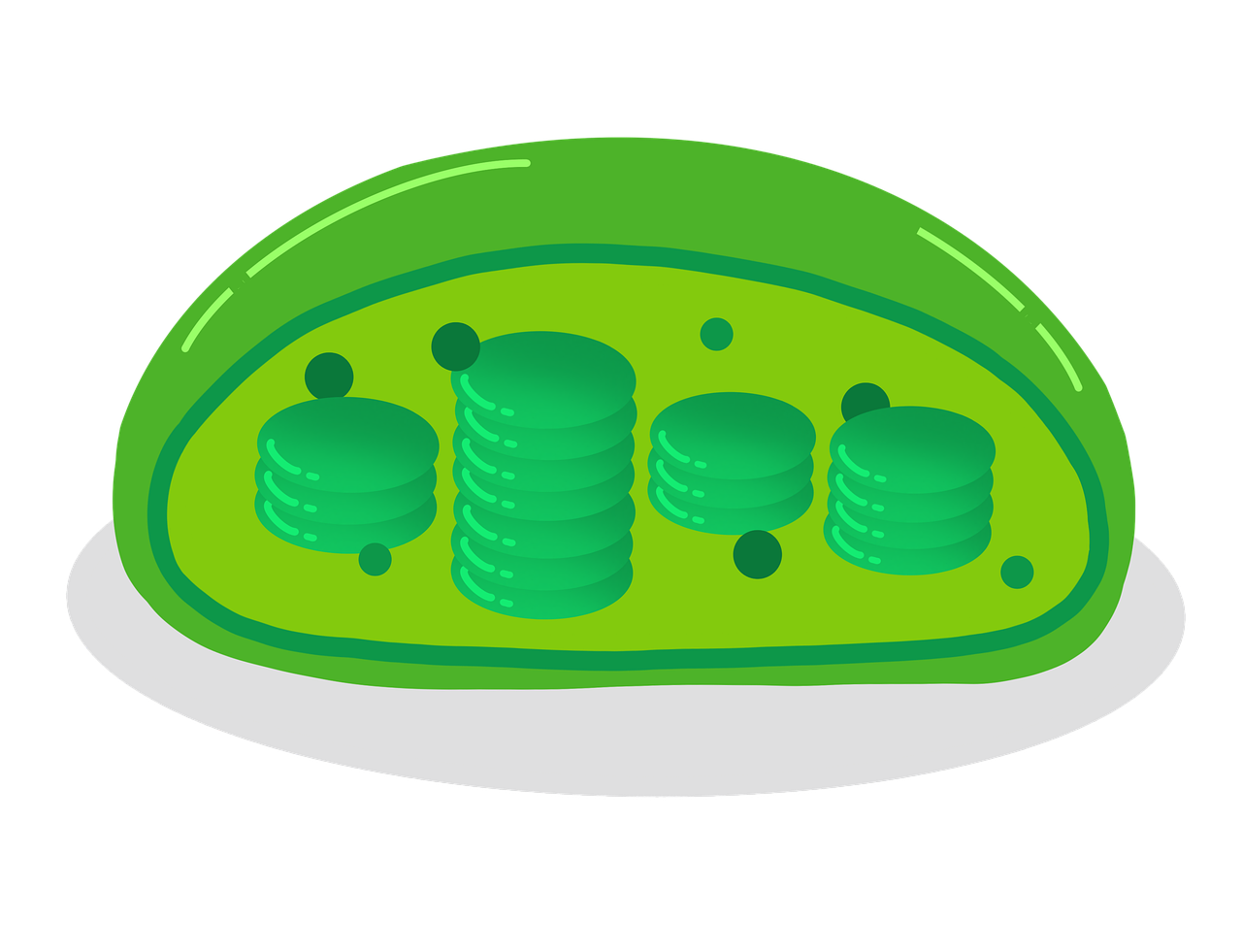 Chloroplasts & Photoynthesis Image