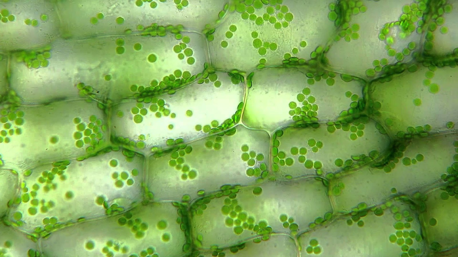 plant cells
