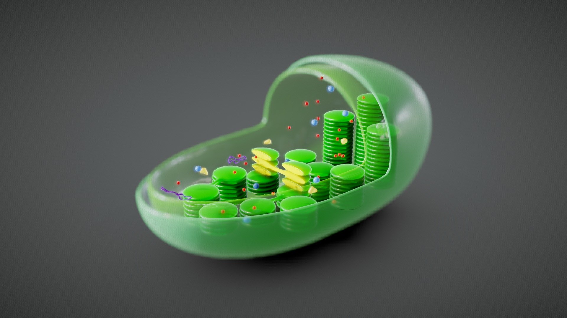 Chloroplast Cross Section Anatomy