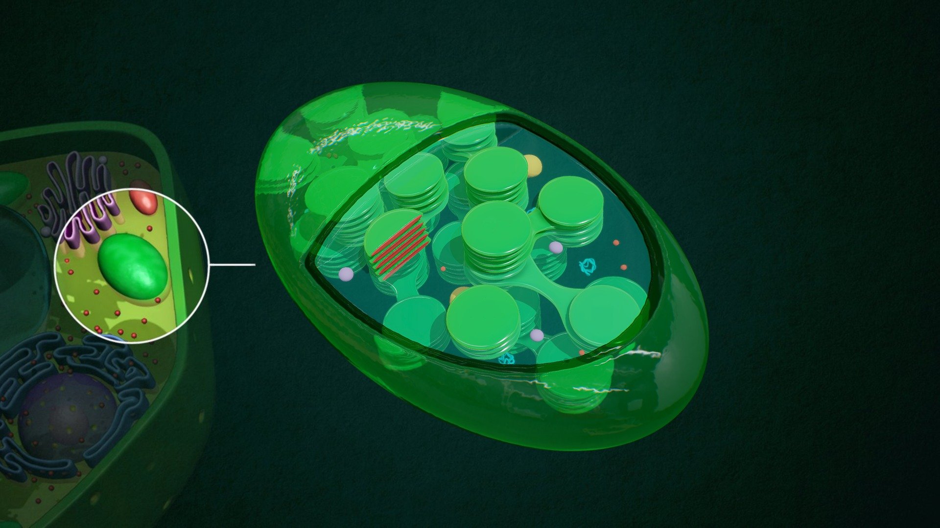 Chloroplast