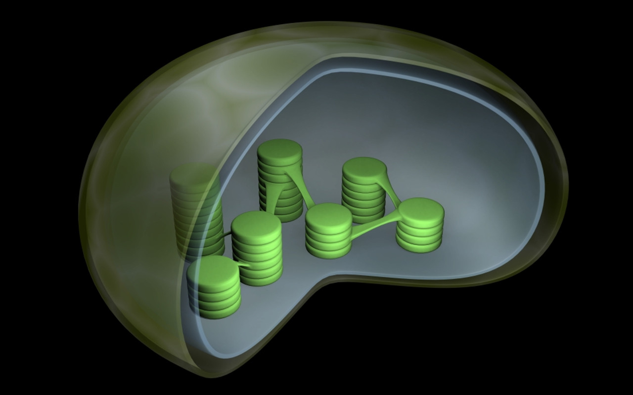 Conceptual image of chloroplast Poster