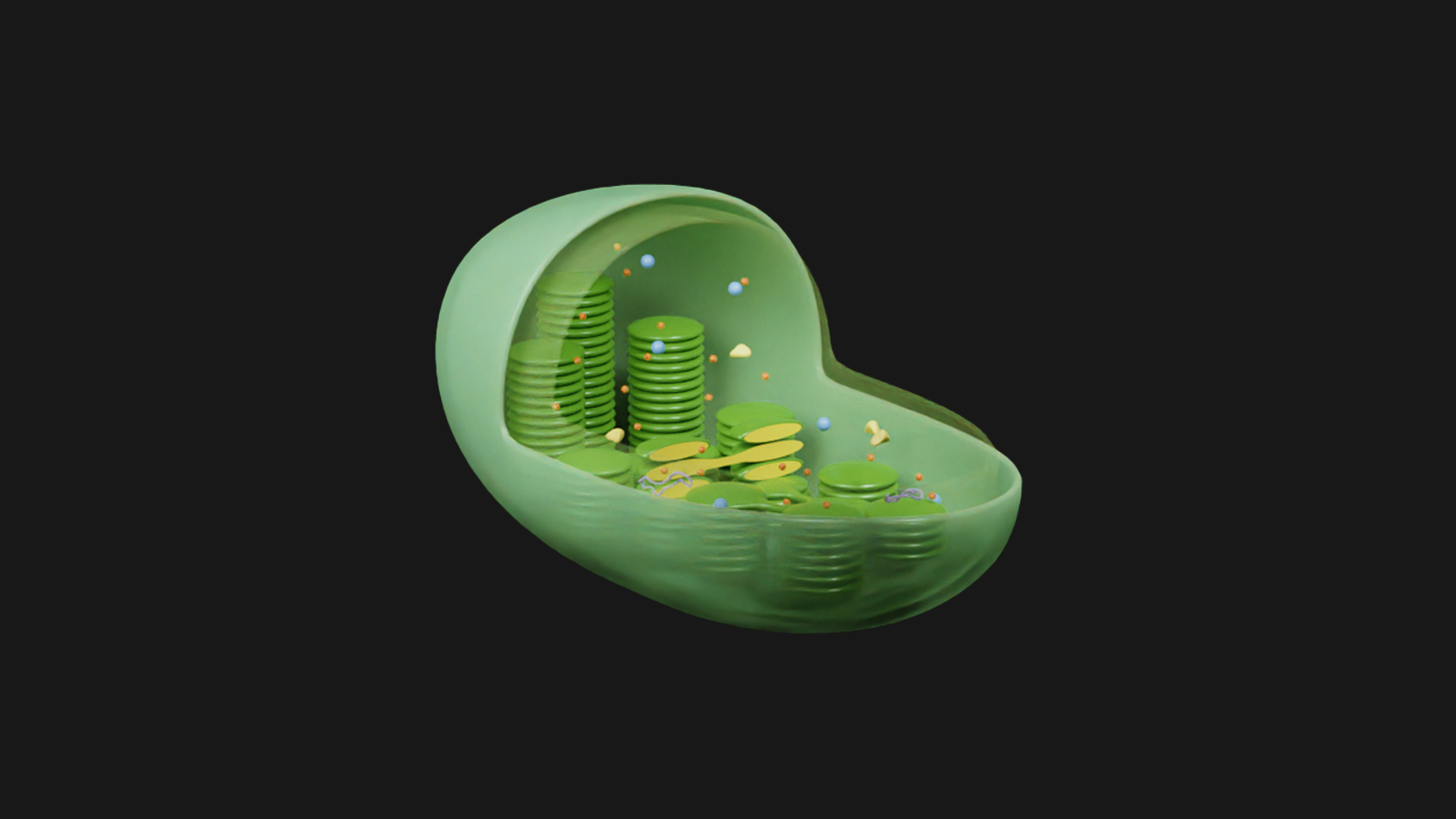 3D file Chloroplast Cross Section