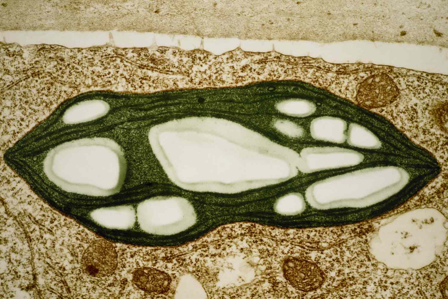 Chloroplast Function in Photoynthesis