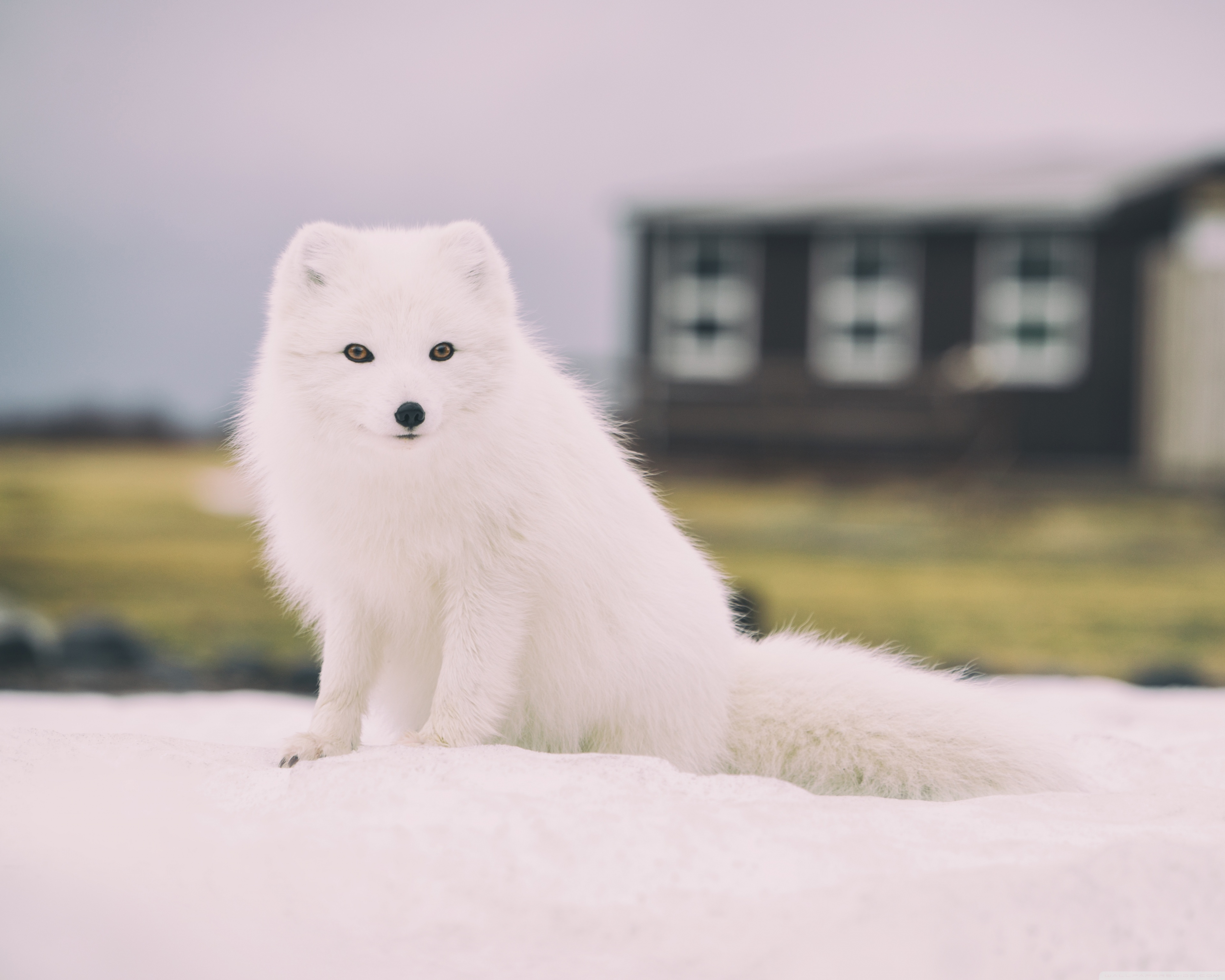 Snow Fox Animal Ultra HD Wallpaper