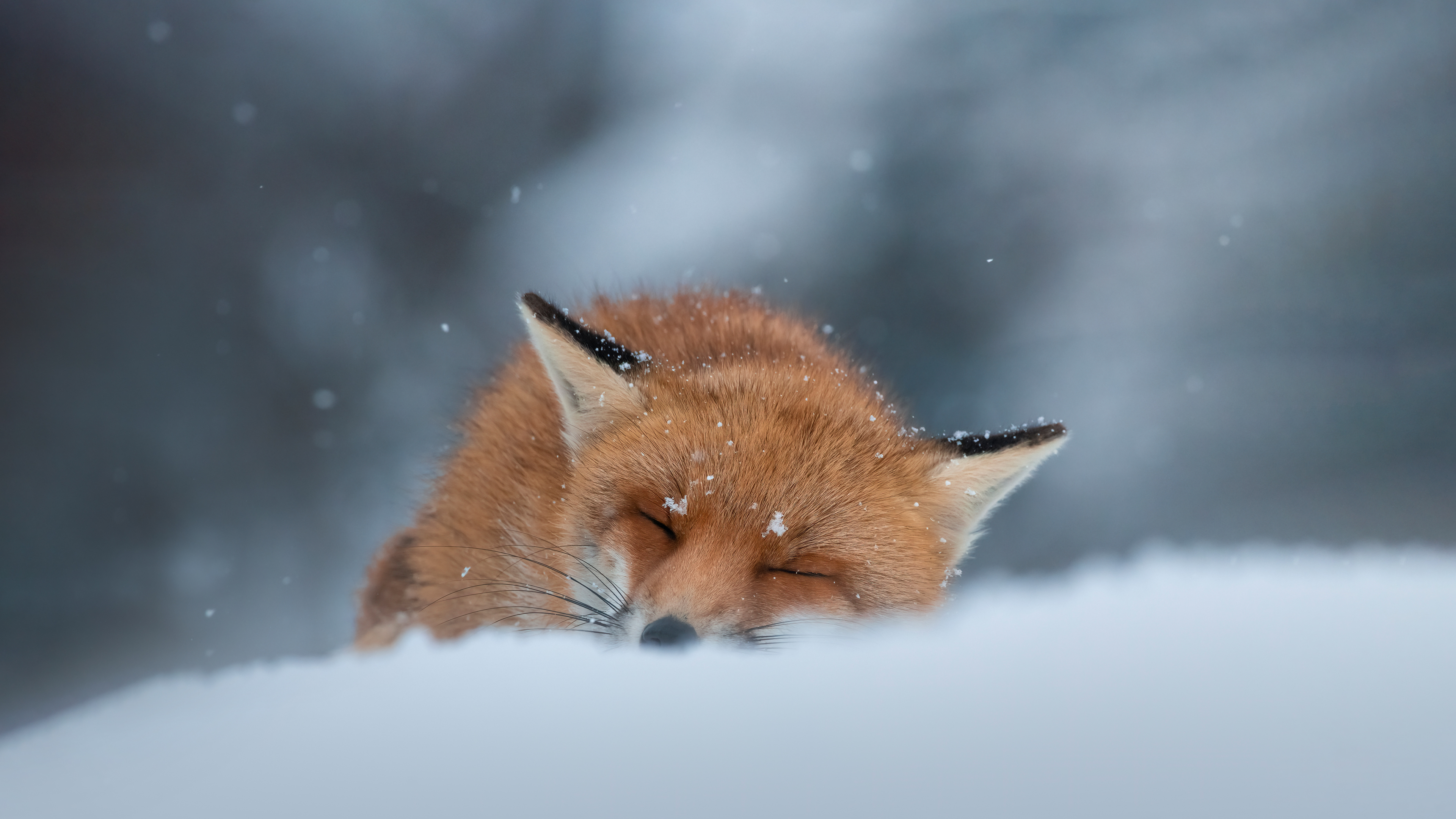 Bing HD Wallpaper Jan 1, 2024: Red fox