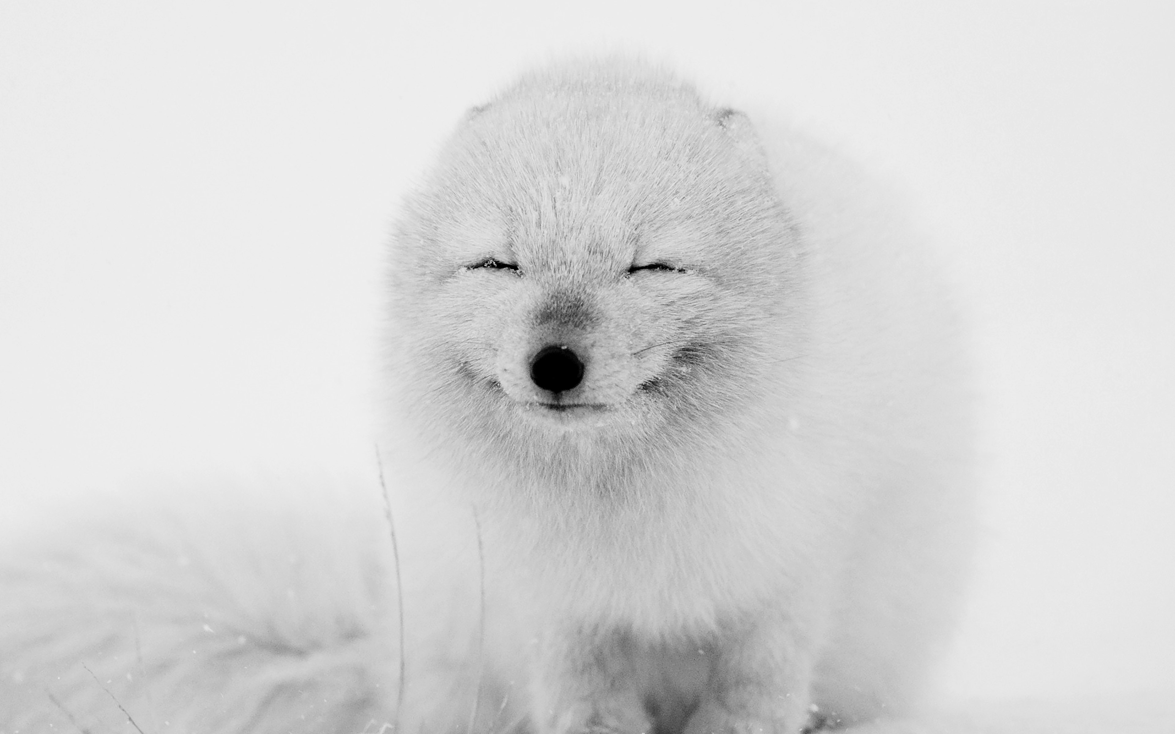 Arctic Fox Happy Moment