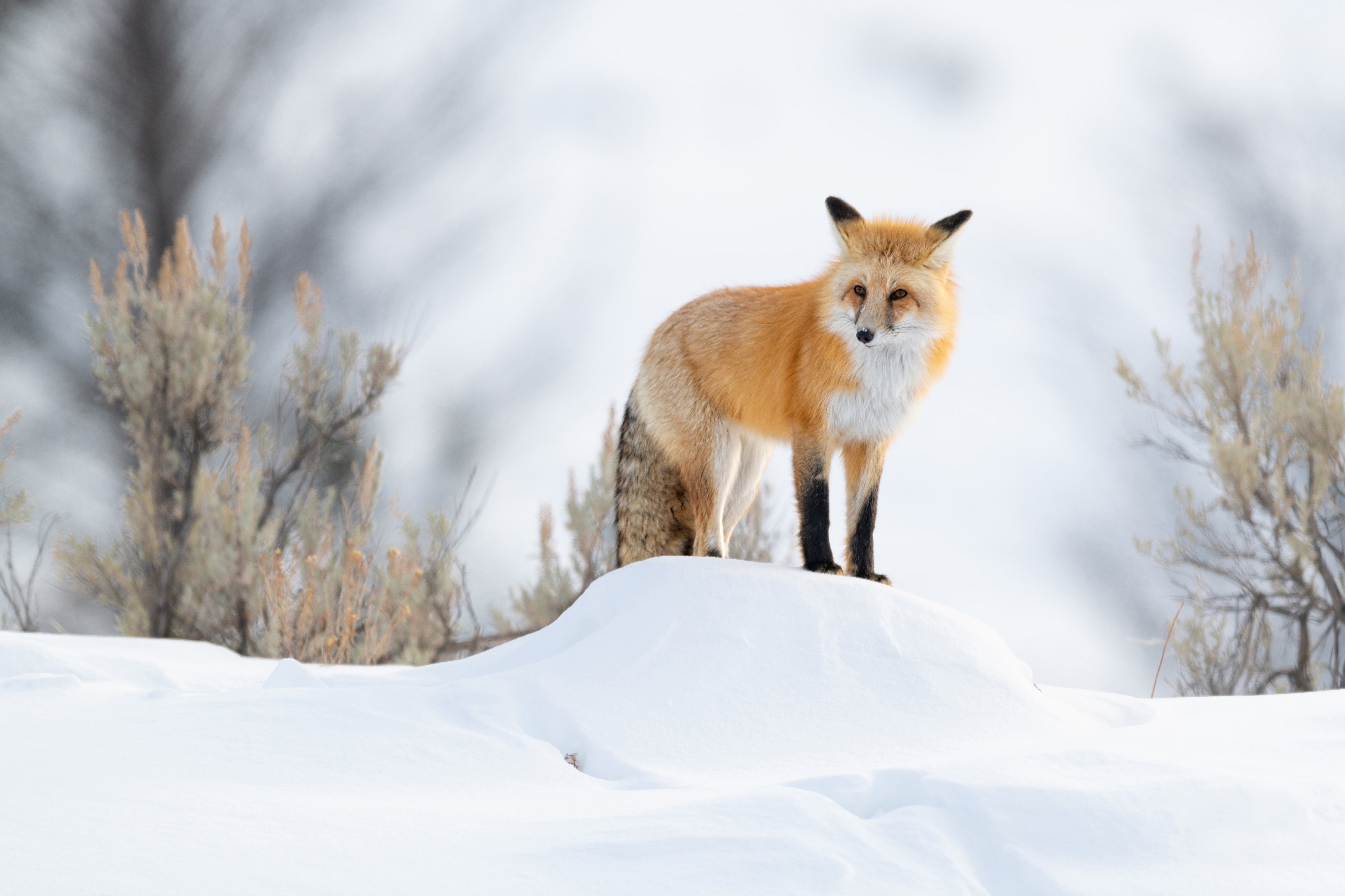Mobile wallpaper: Snow, Fox, Animal