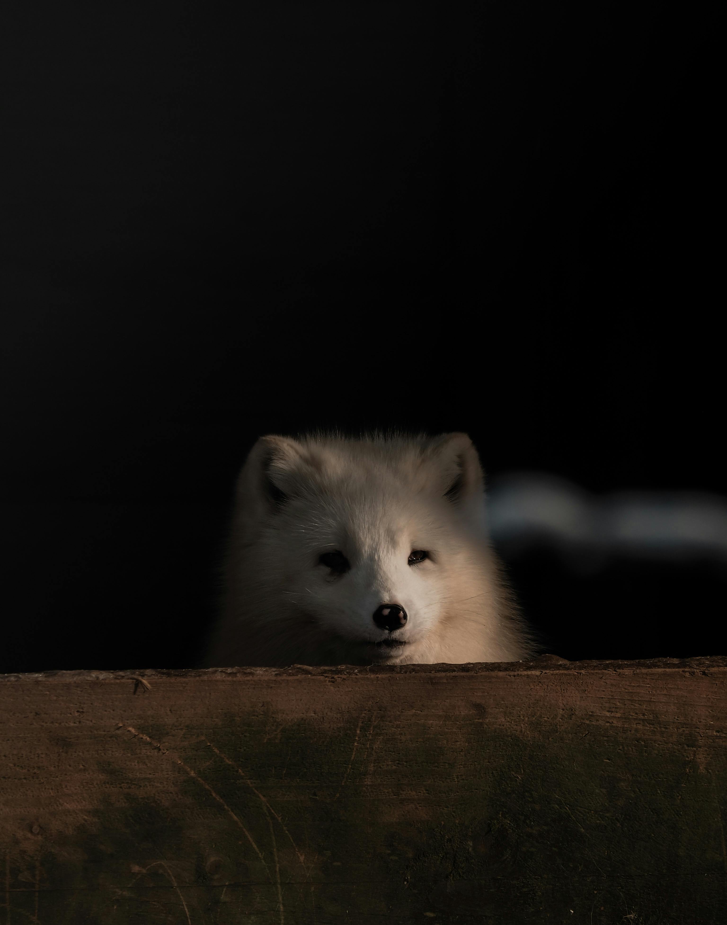 Arctic Fox Above a Wooden Fence