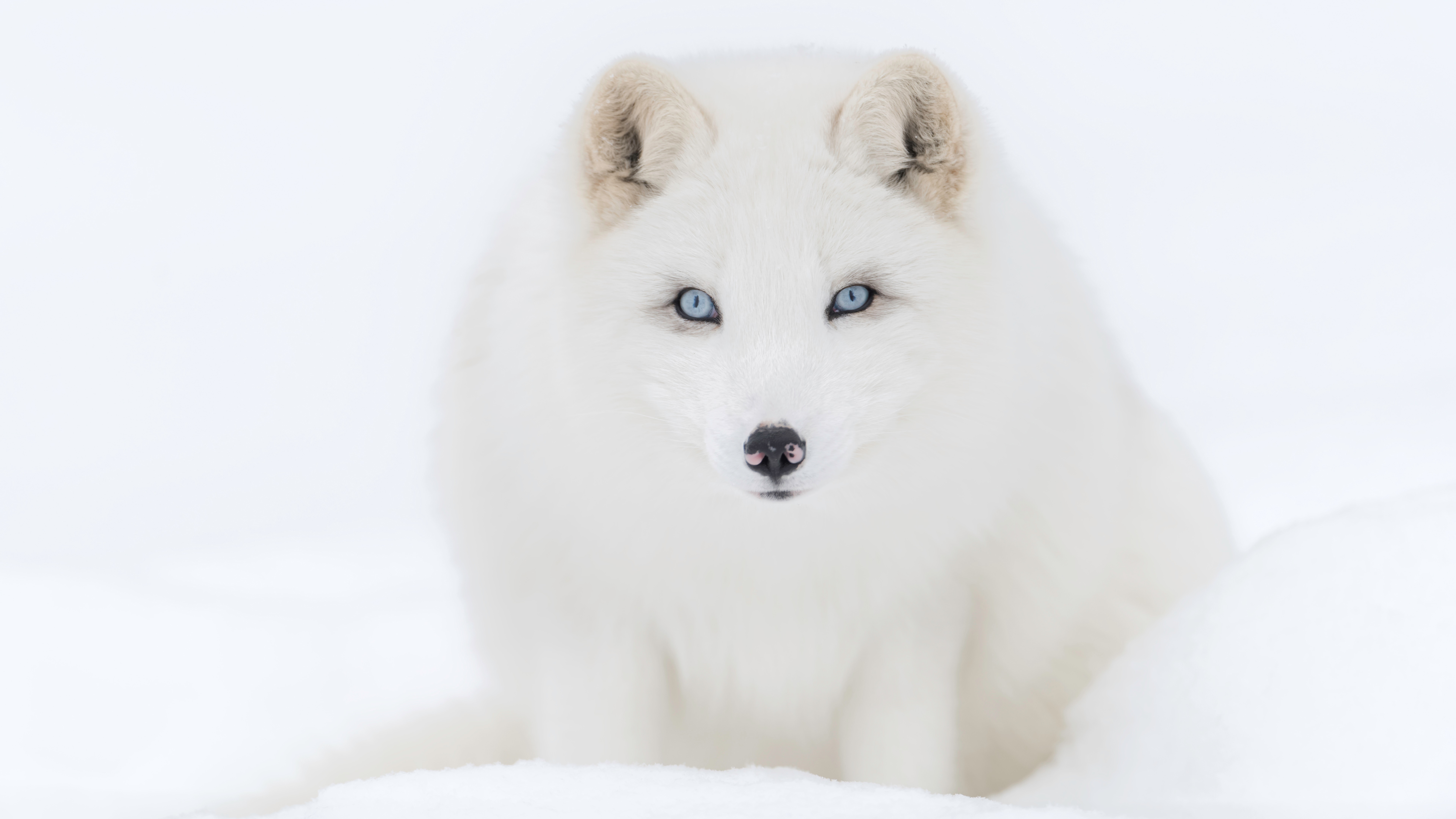 Animal Arctic Fox 8k Ultra HD Wallpaper