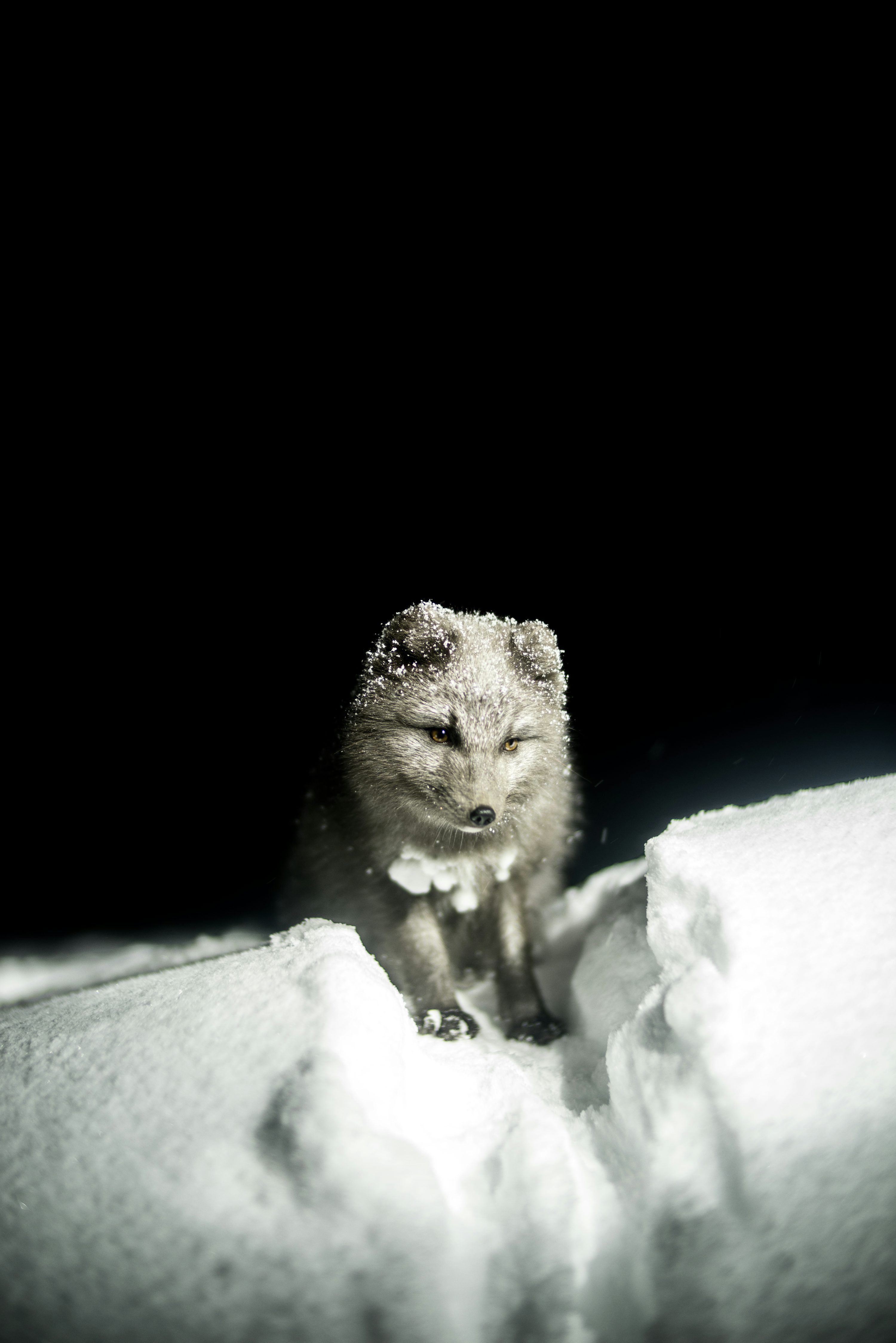 50,Snow Fox Picture. Download