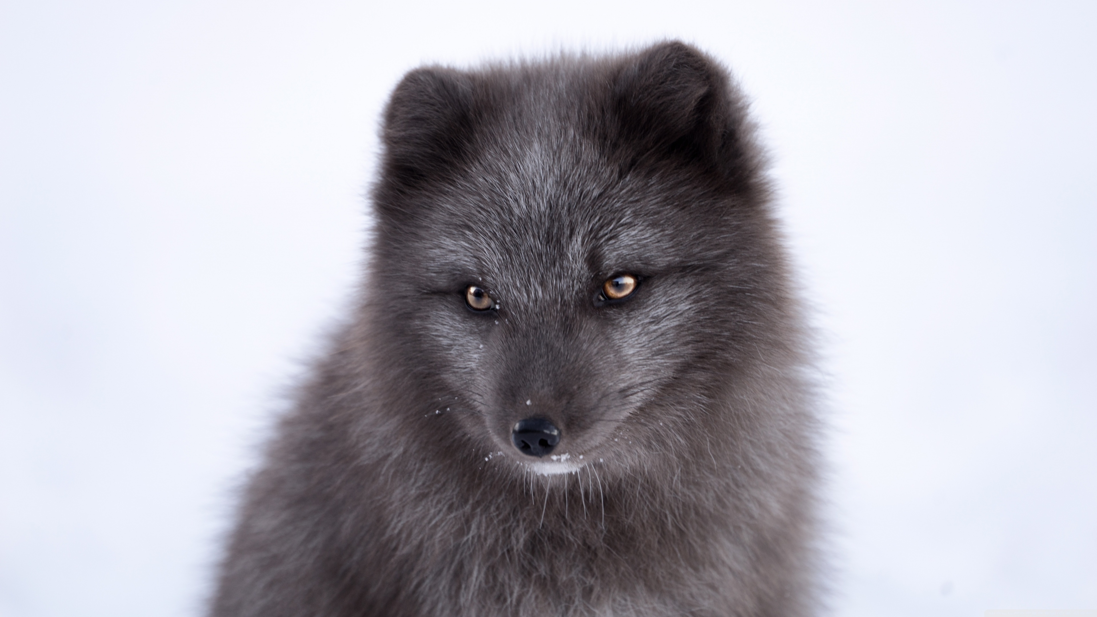 Arctic Fox Wallpaper