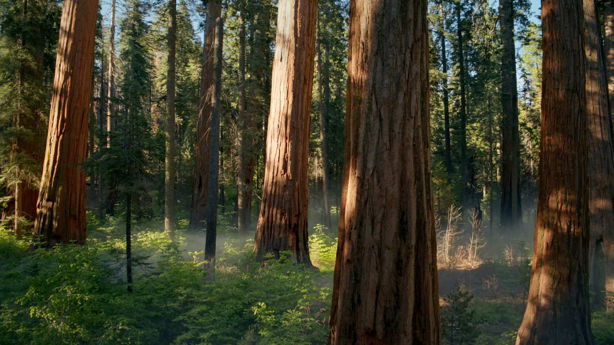 macOS Sequoia Beta 5 Has Hidden Forest