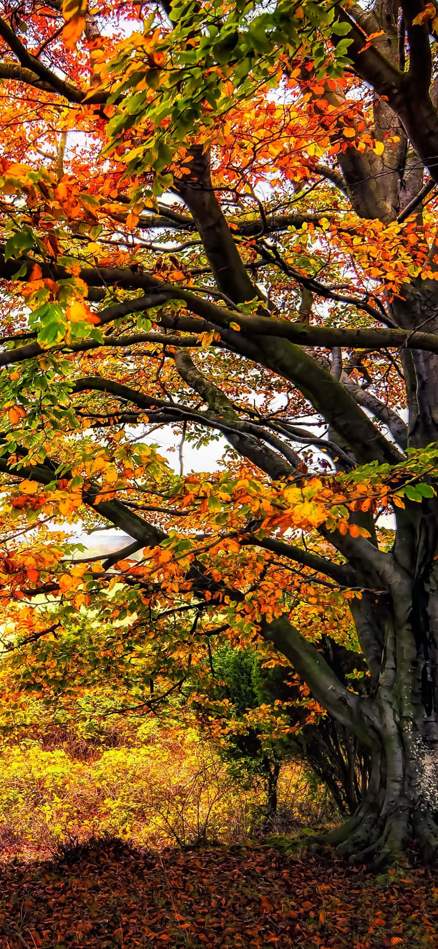 Download Fall in love with the stunning views of nature using the iPhone Xs Max