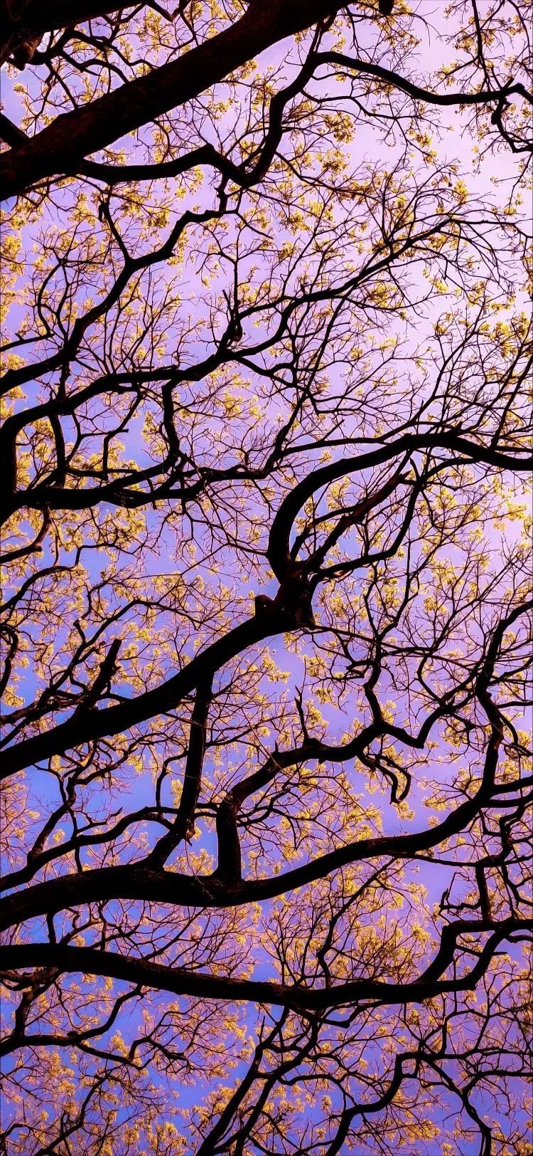 Purple Sky With Purple Flower Tree