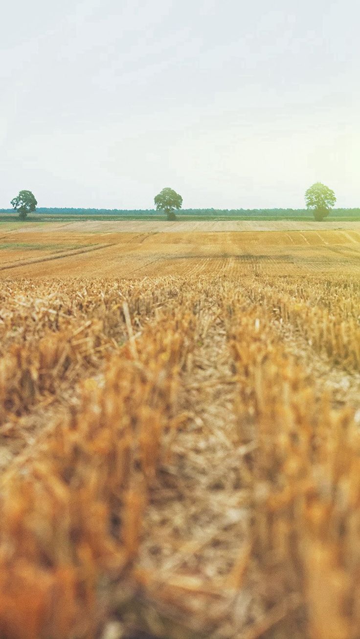 Nature Yellow Flare iPhone 8 Wallpaper