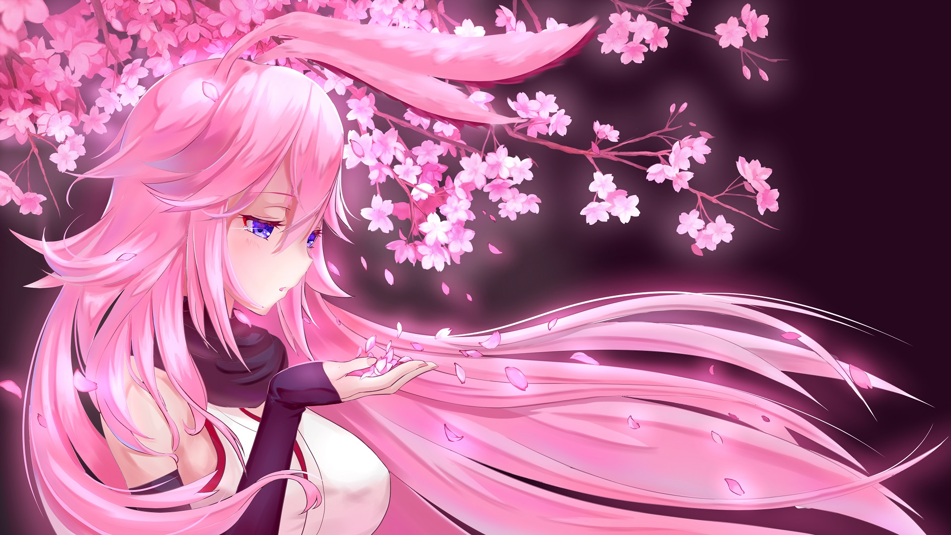 Yae Sakura Blossoms Anime Wallpaper