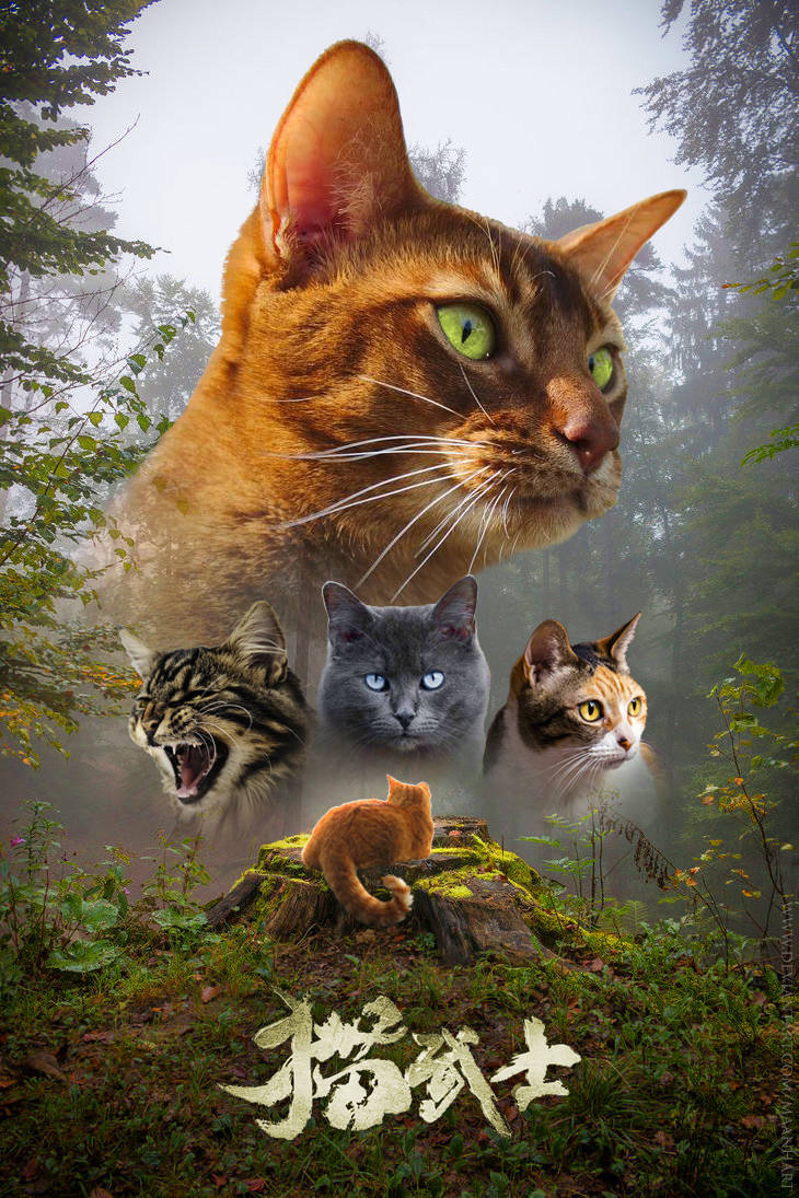 Warrior Cats Wallpaper