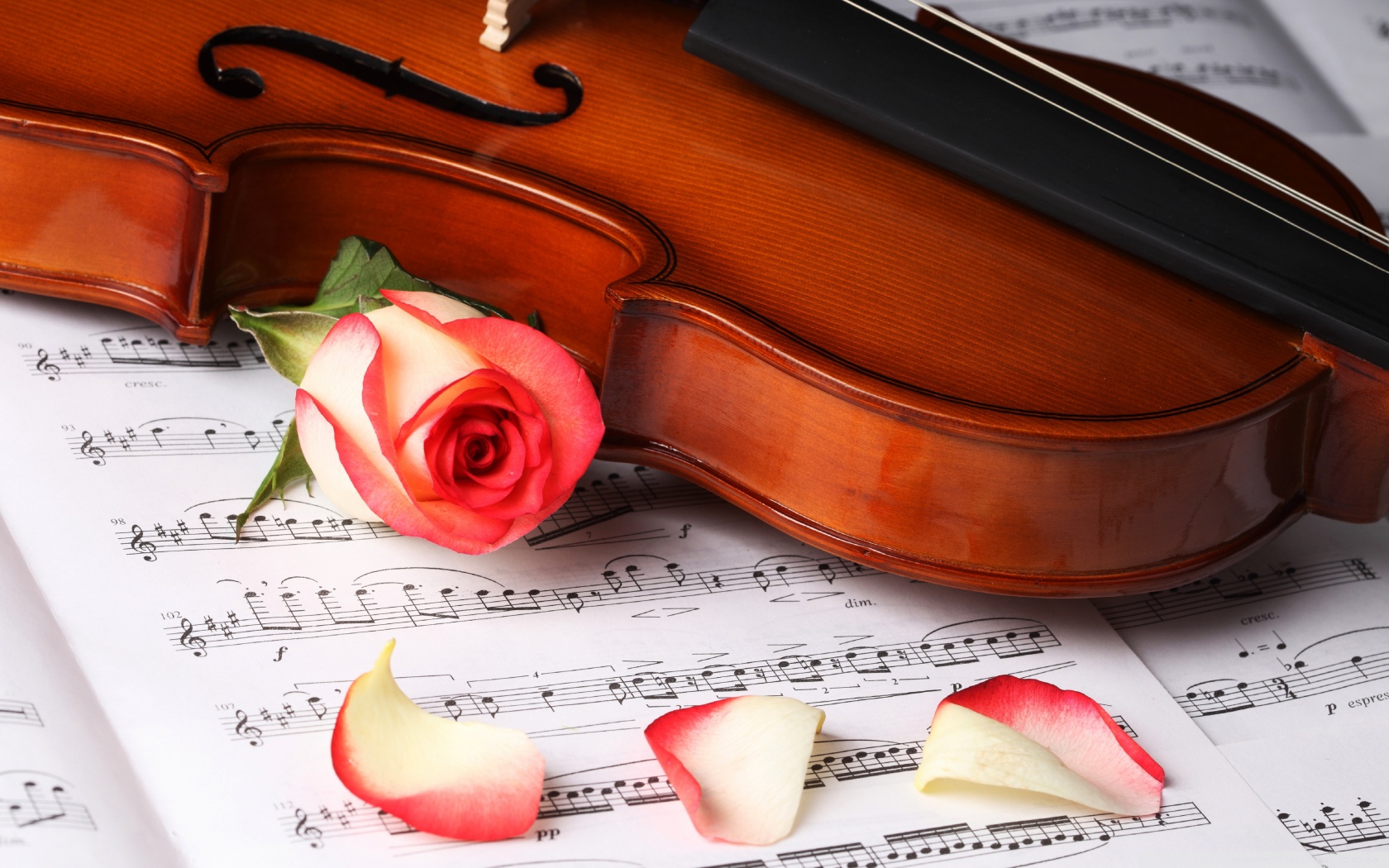 Violin HD Wallpaper 4