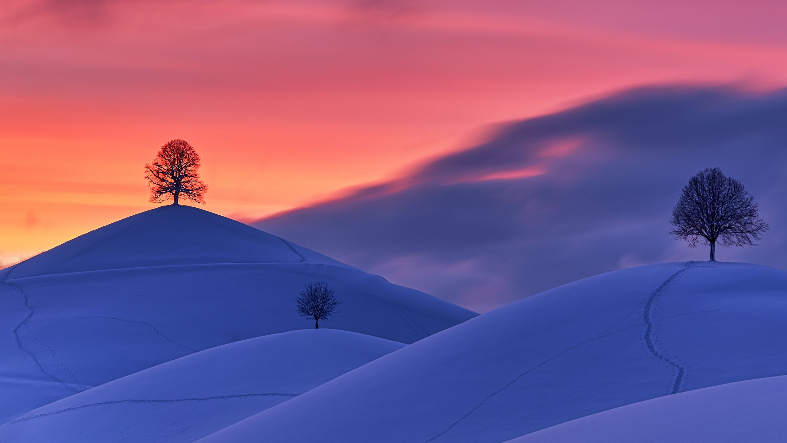 wallpaper 2560x1440 hills, snow, trees