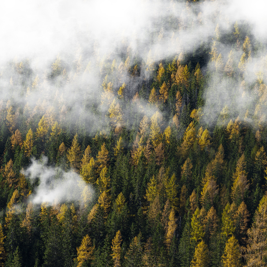 Forest Wood Cloud Foggy Mountain