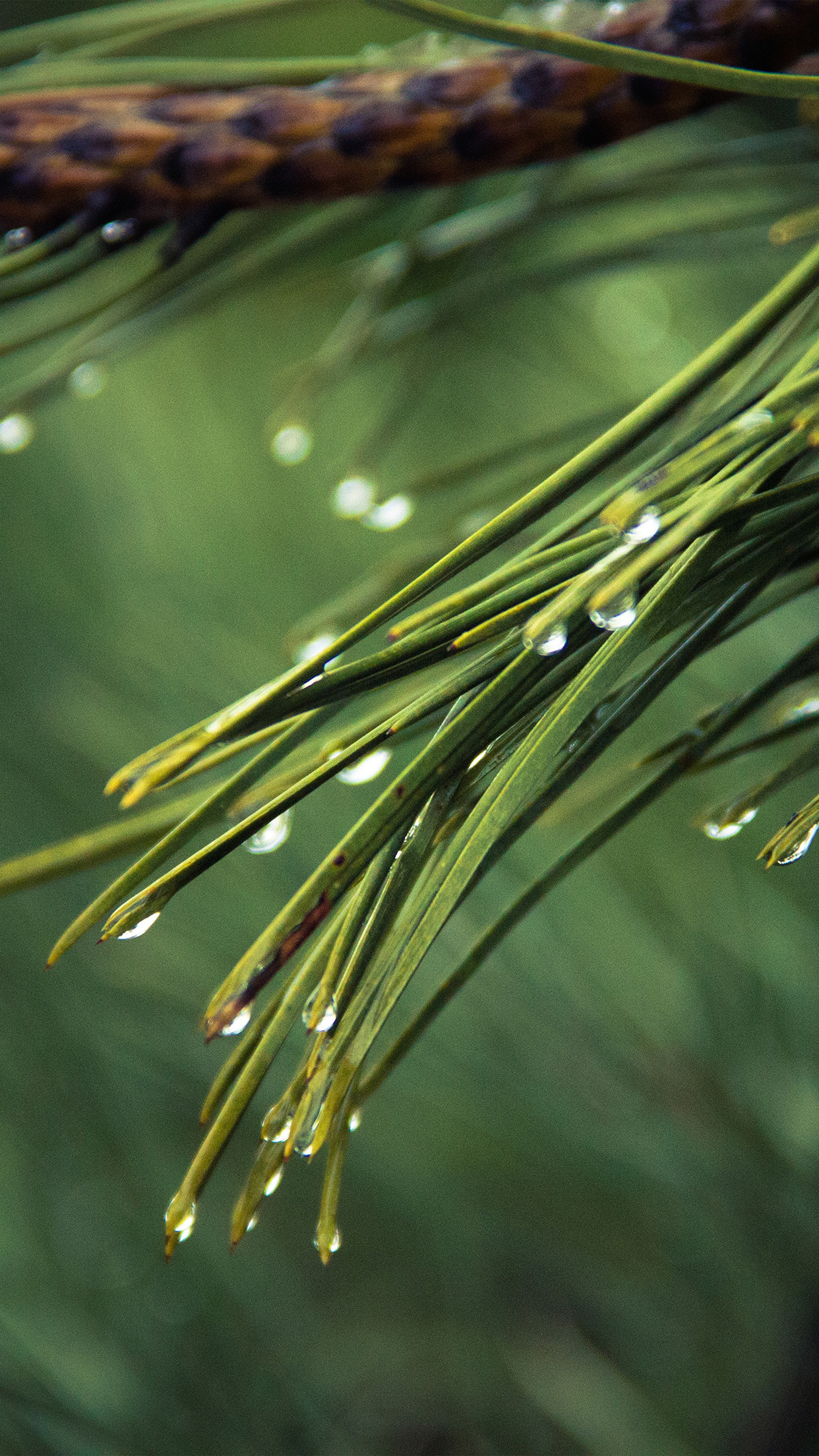 Rain Pine Tree Green Nature
