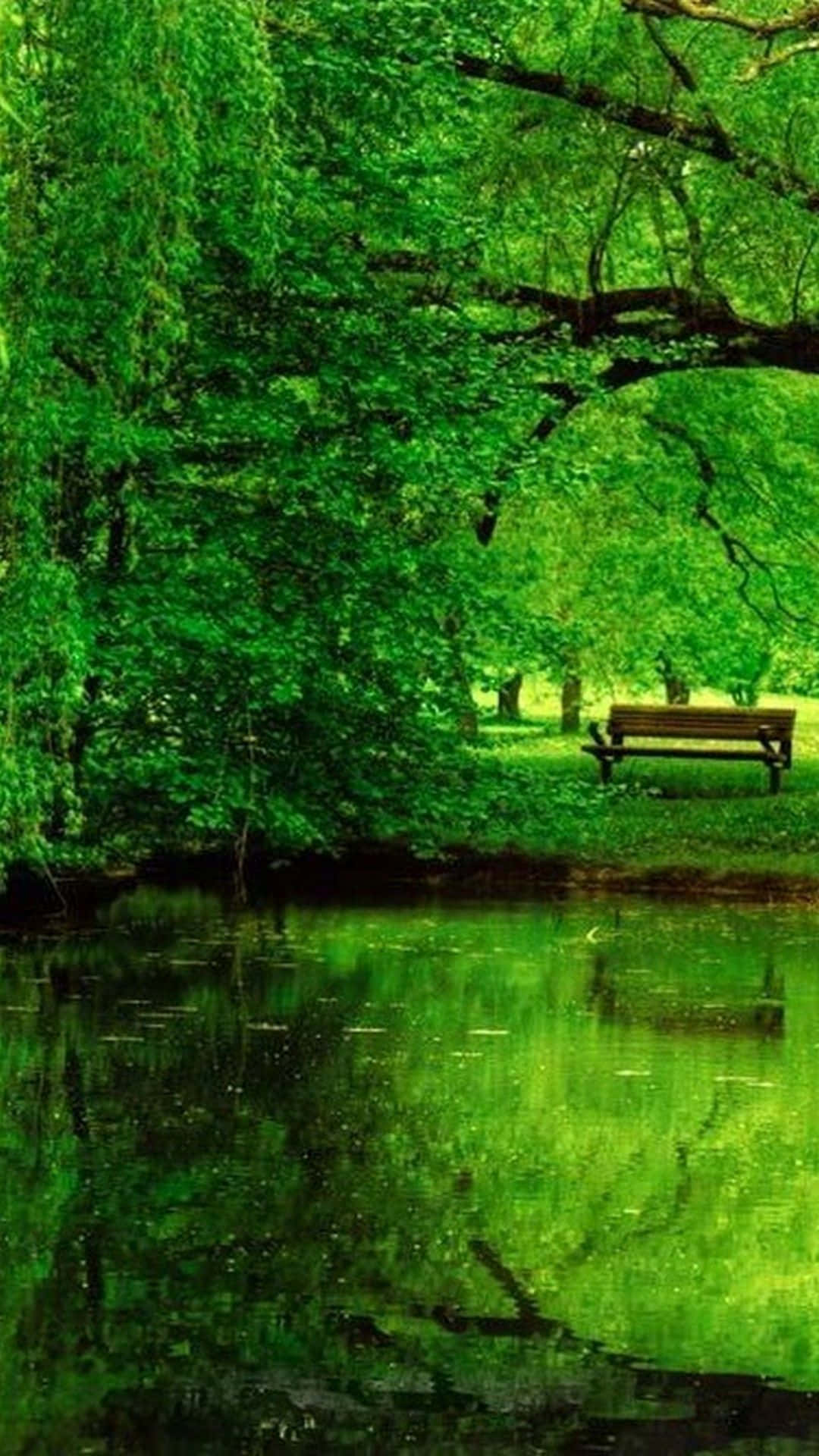 green nature with an iPhone Wallpaper