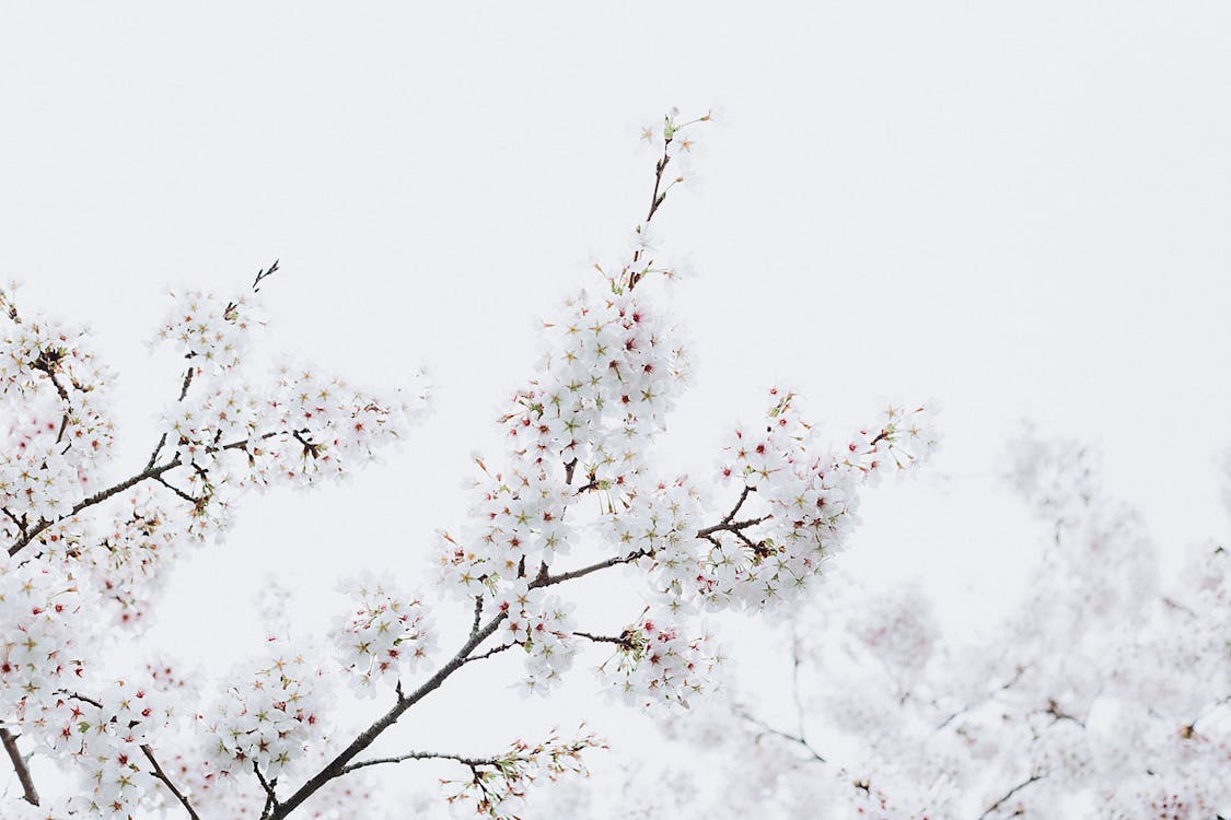 White Cherry Blossoms · Free