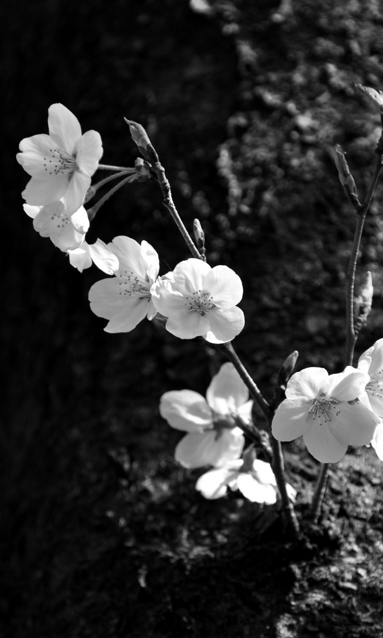 Sakura Black and White Ultra HD